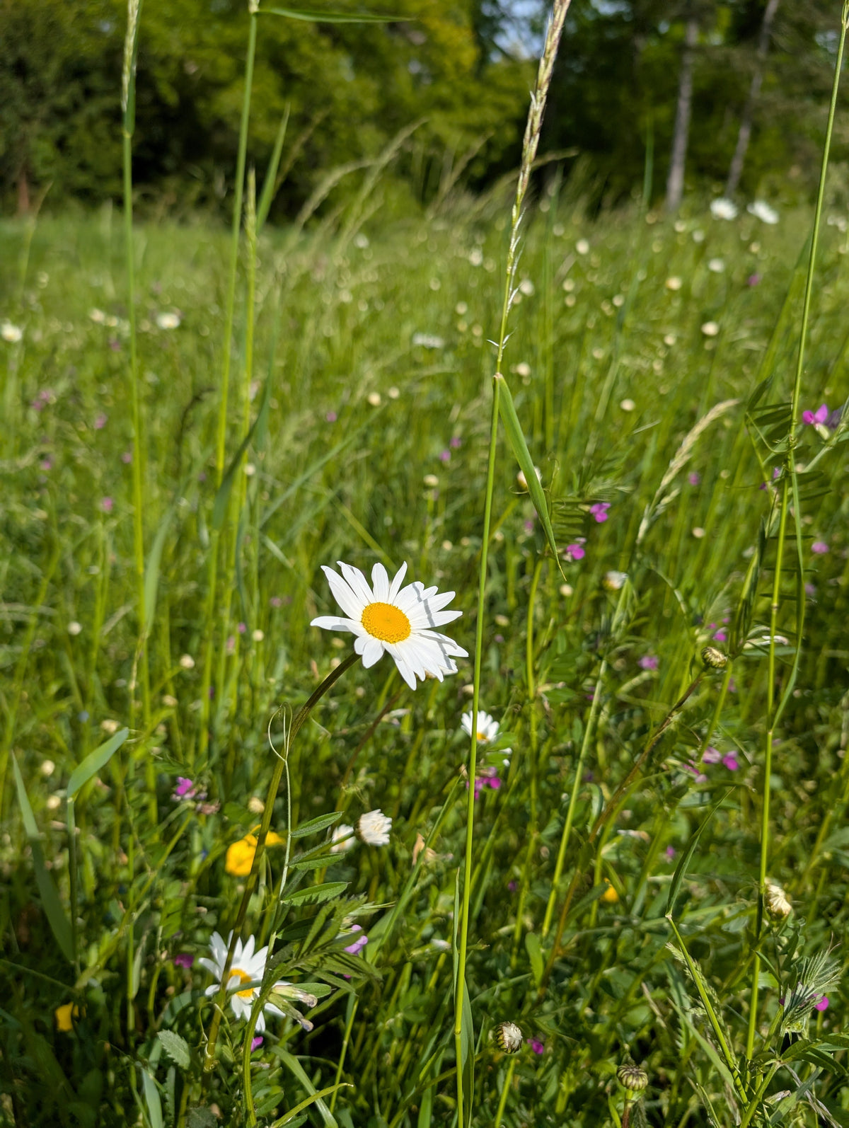 Wiesenblumen