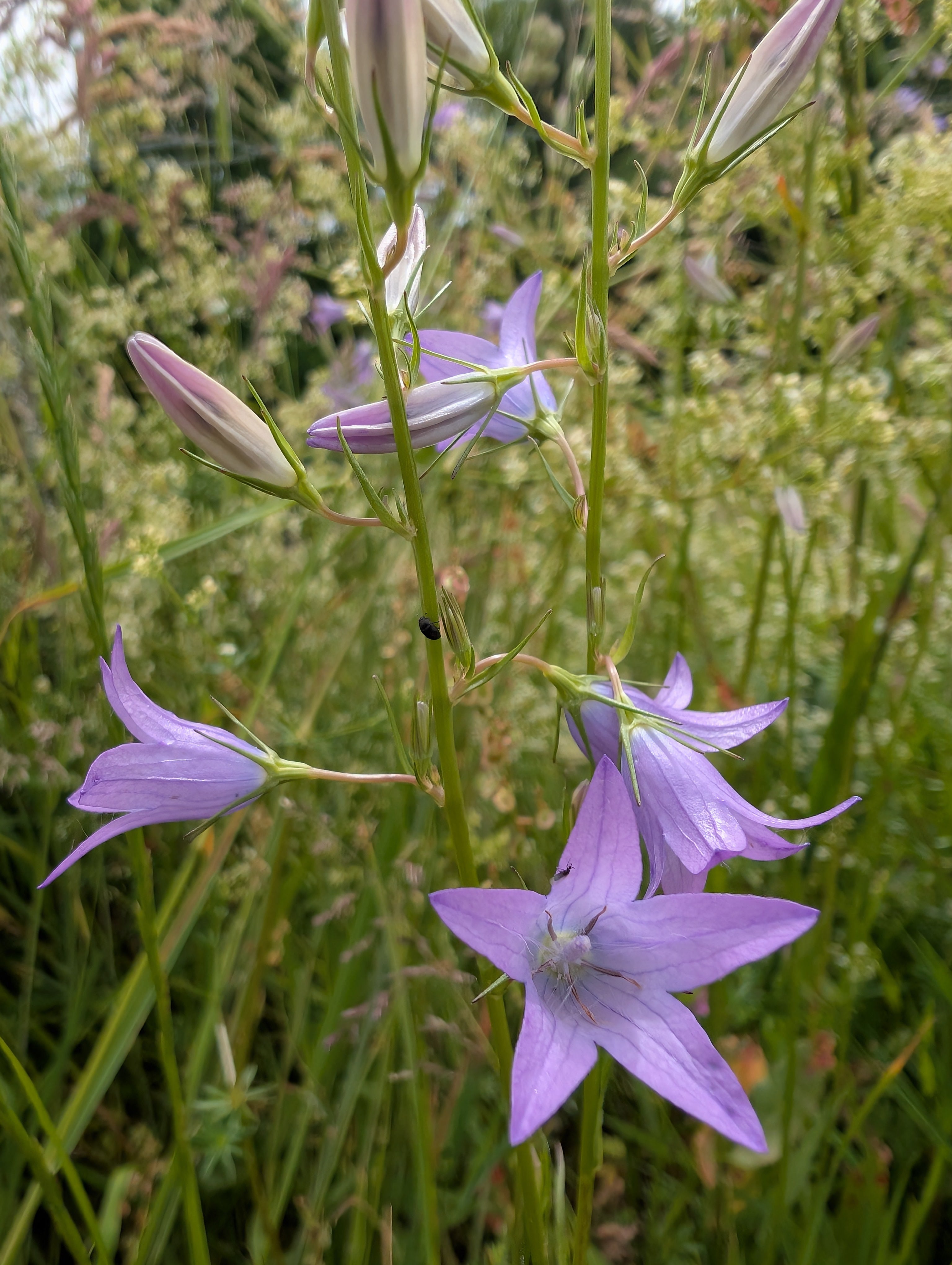 Rapunzel-Glockenblume