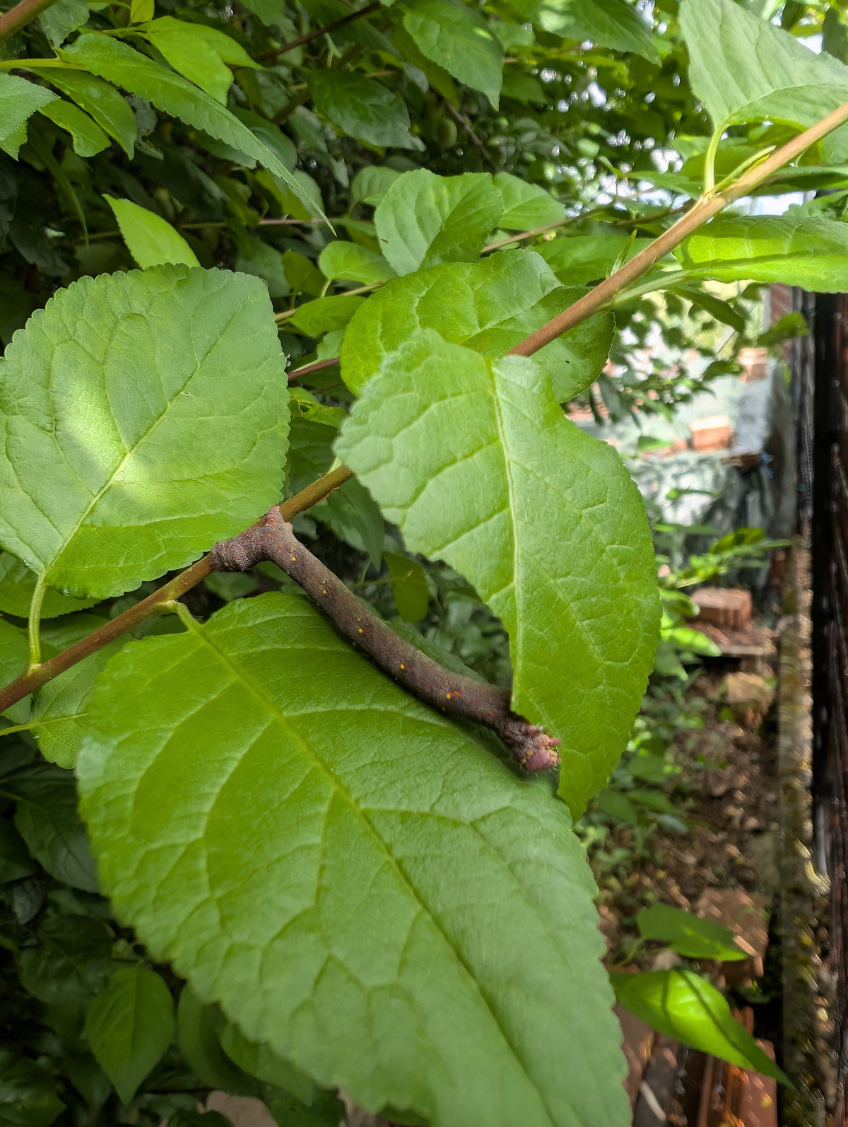 Raupenfutterpflanzen