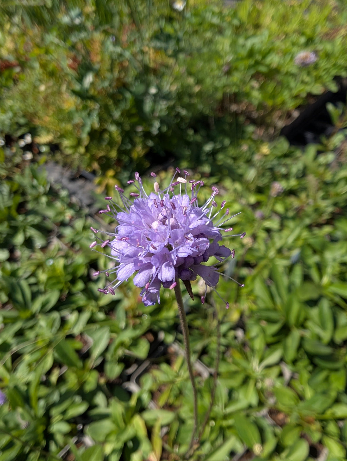 Spätblüher
