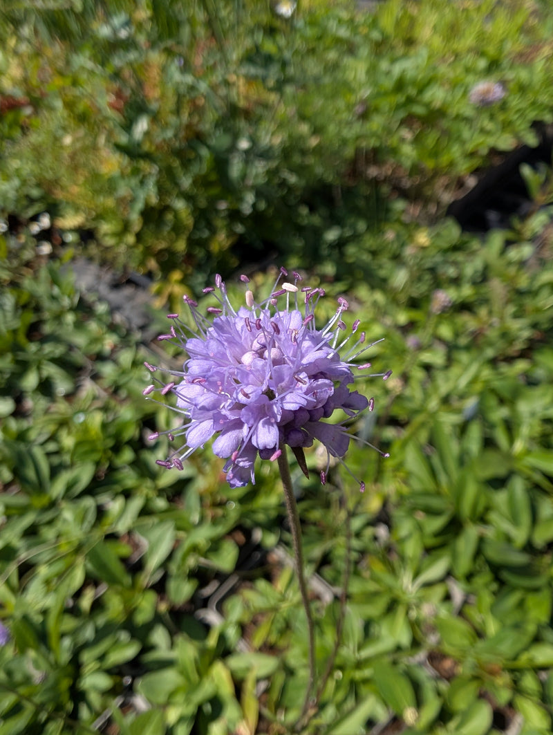 Spätblüher