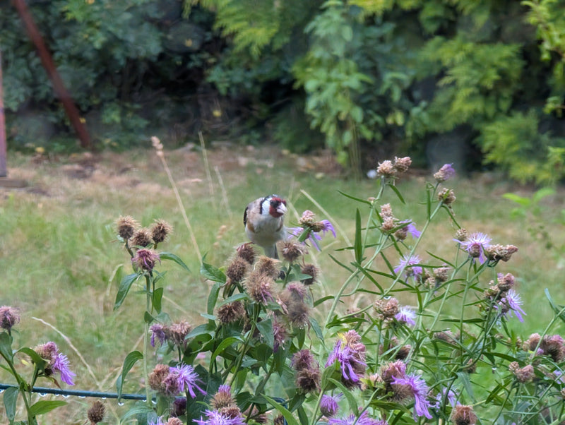 Futterpflanzen für Vögel