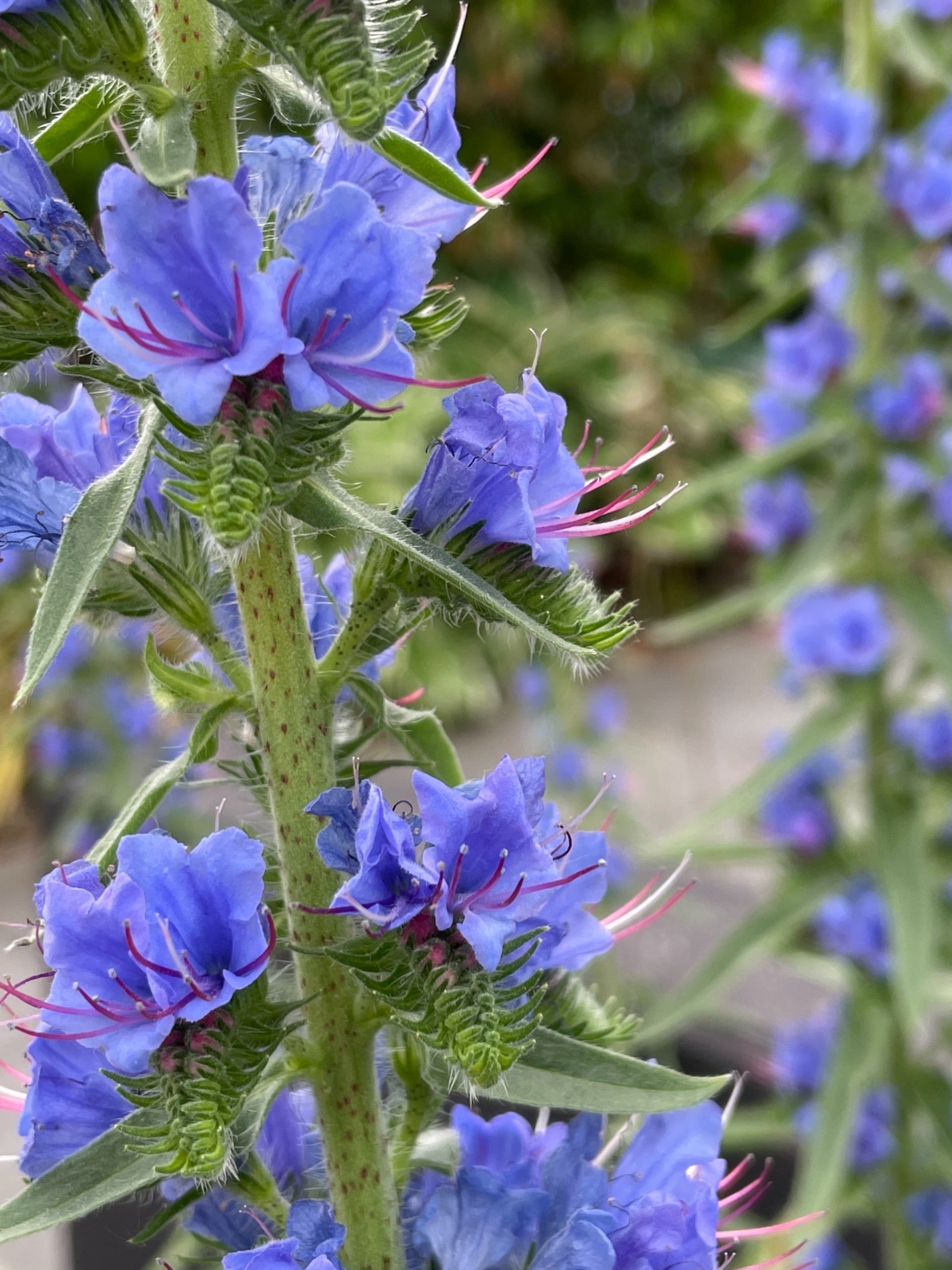 Natternkopf als zweijährige Pflanze