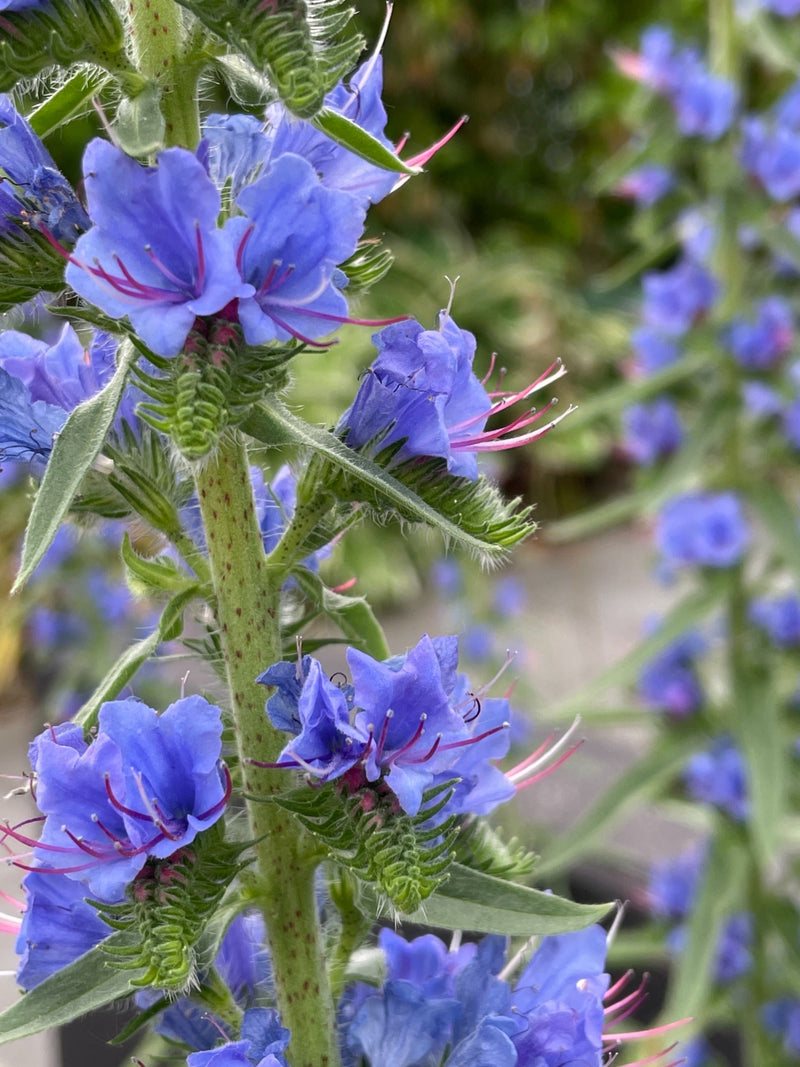 Natternkopf als zweijährige Pflanze