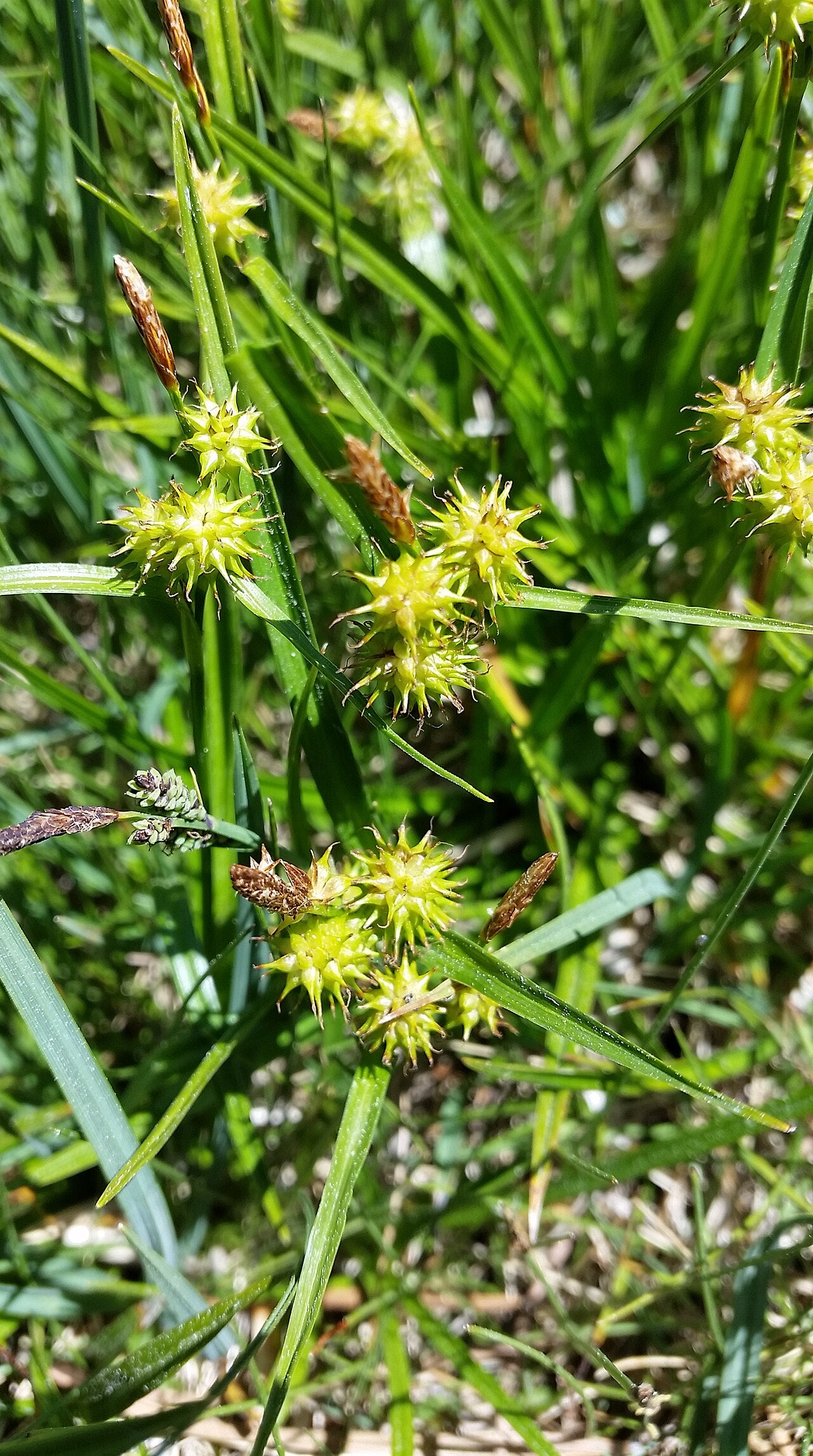 Carex flava (Gelbe Segge)