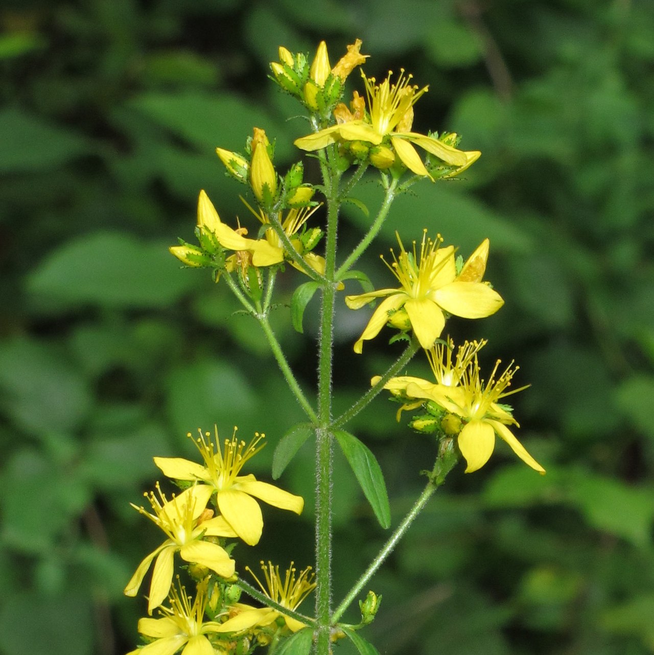 Hypericum hirsurtum (Behaarte Johanniskraut)