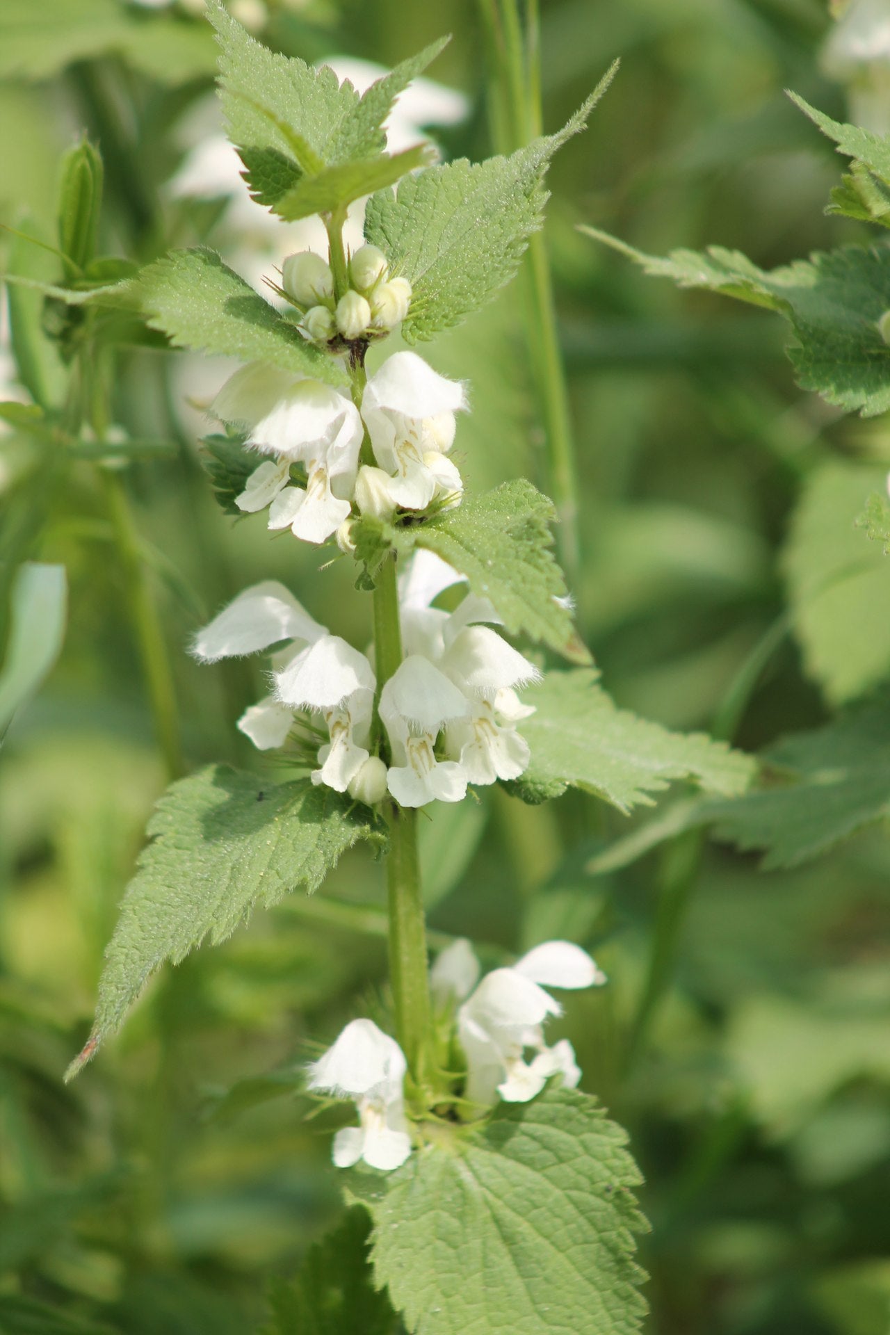 Lamium album (Weiße Taubnessel)