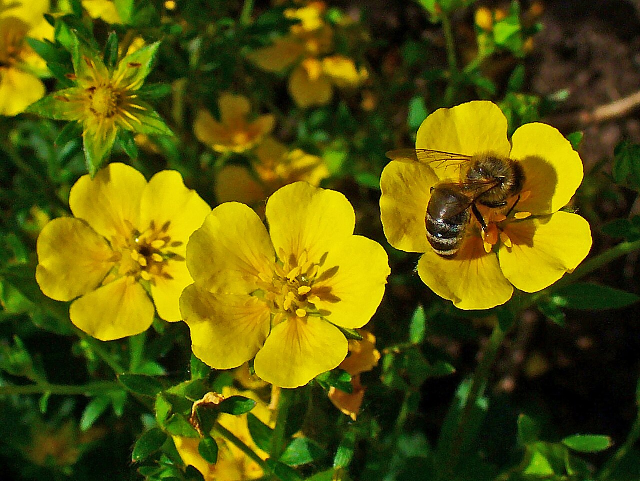 Potentilla aurea (Gold-Fingerkraut)