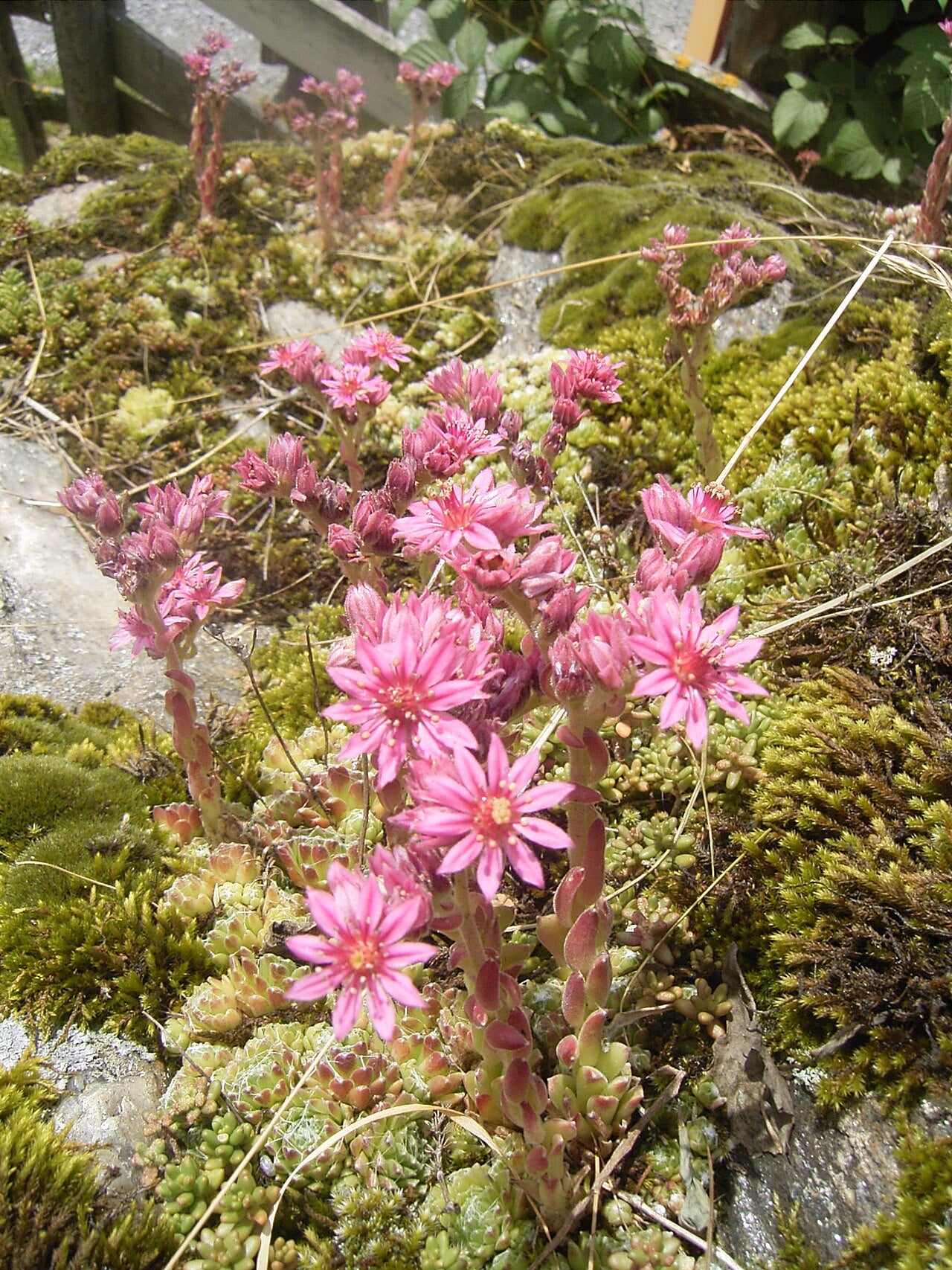 Sempervivum arachnoideum (Spinnweb-Hauswurz)