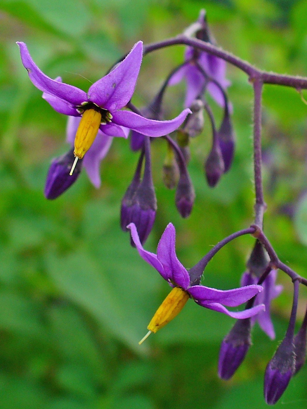 Solanum dulcamara (Bittersüßer Nachtschatten)