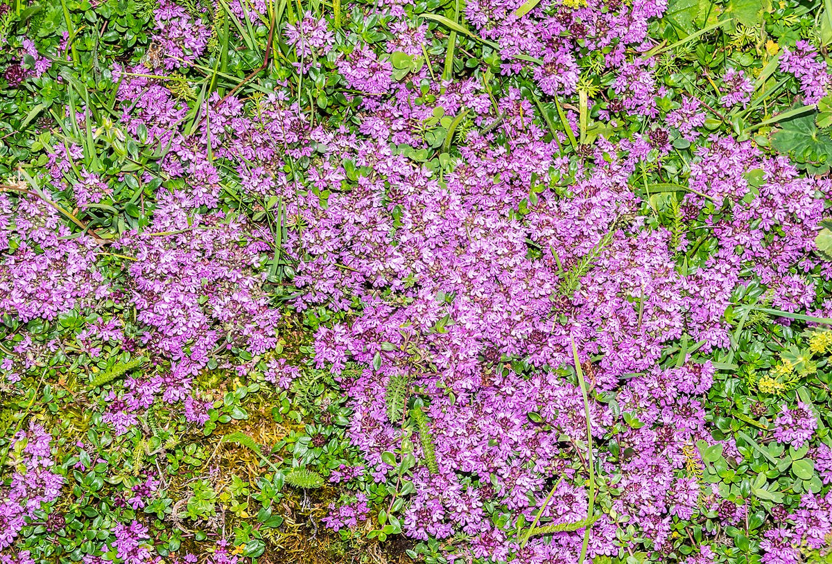 <a href="https://commons.wikimedia.org/wiki/File:Thymus_praecox_at_Lac_de_Mines_d%27Or_(1).jpg">Krzysztof Golik</a>, <a href="https://creativecommons.org/licenses/by-sa/4.0">CC BY-SA 4.0</a>, via Wikimedia Commons