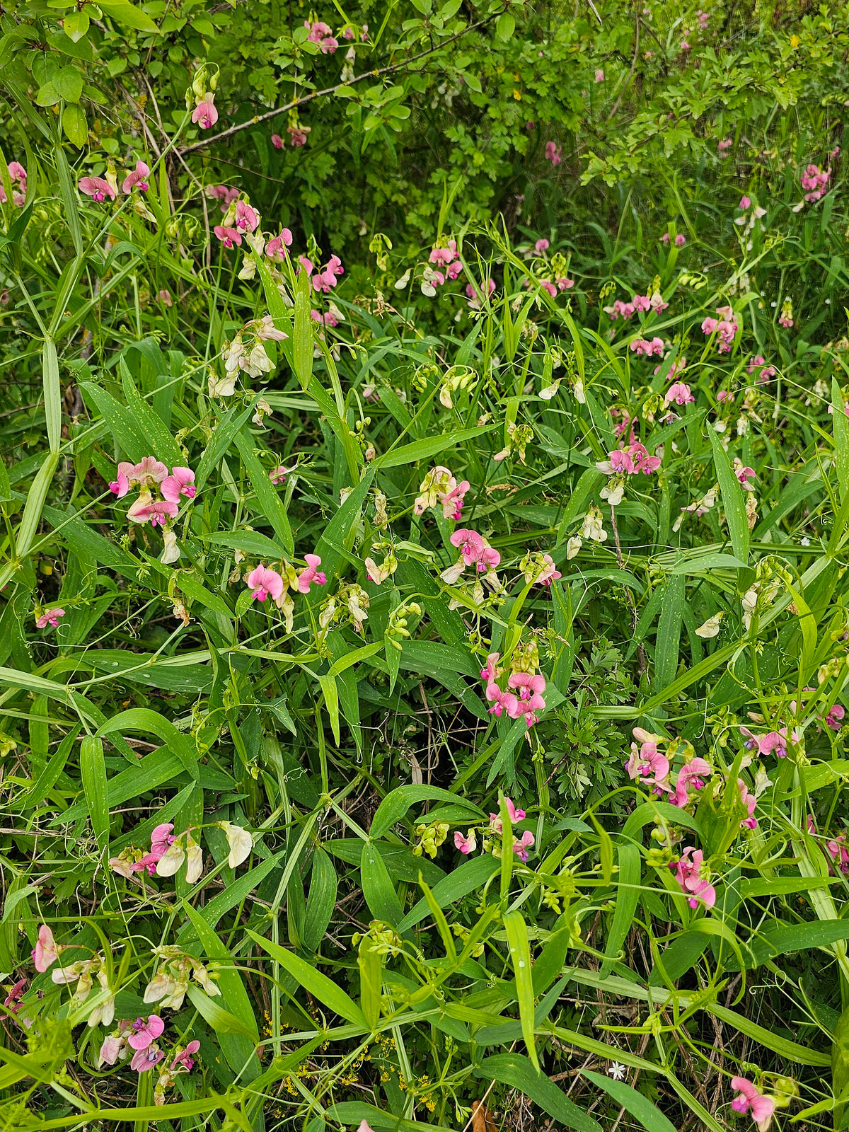 Lathyrus sylvestris (Wald-Platterbse)