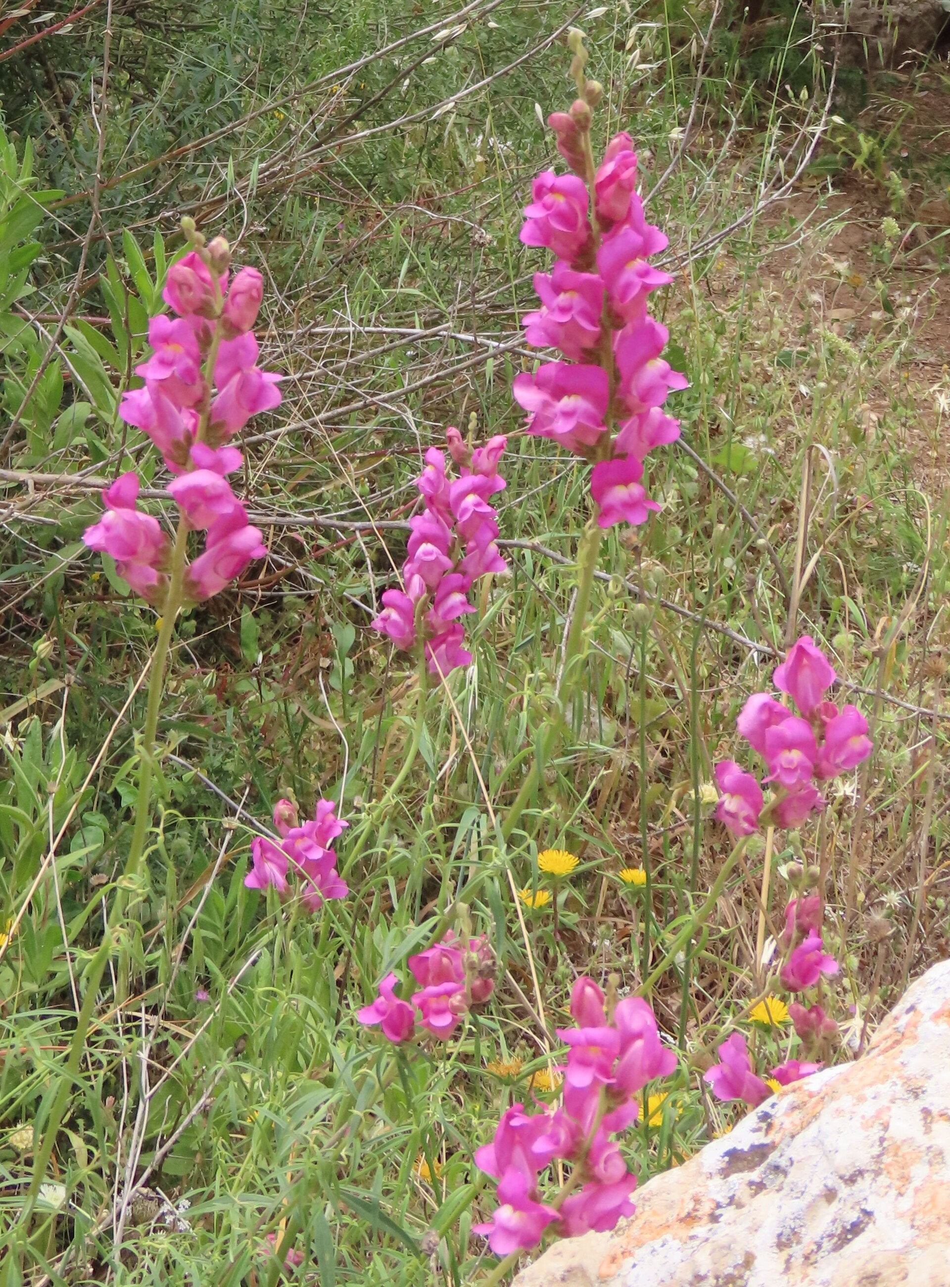 Antirrhinum majus ssp. Majus (Großes Löwenmaul)