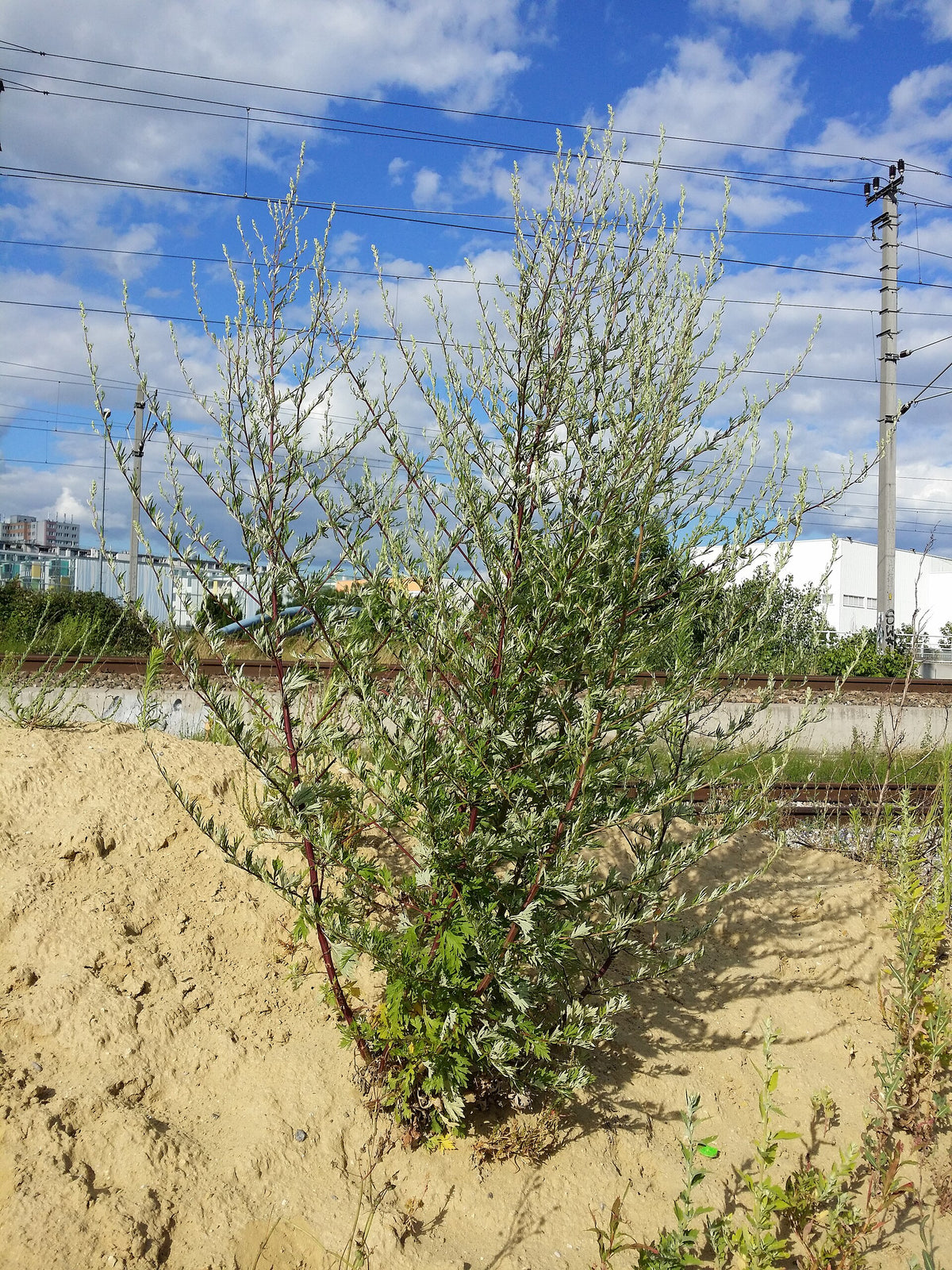 Artemisia vulgaris (Gewöhnlicher Beifuß)