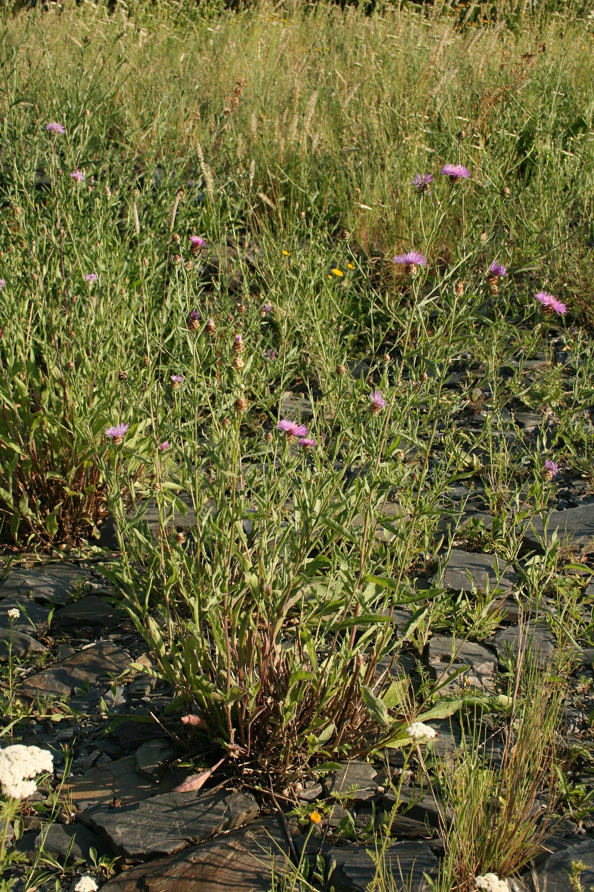 Centaurea pannonica (Ungarische Flockenblume)