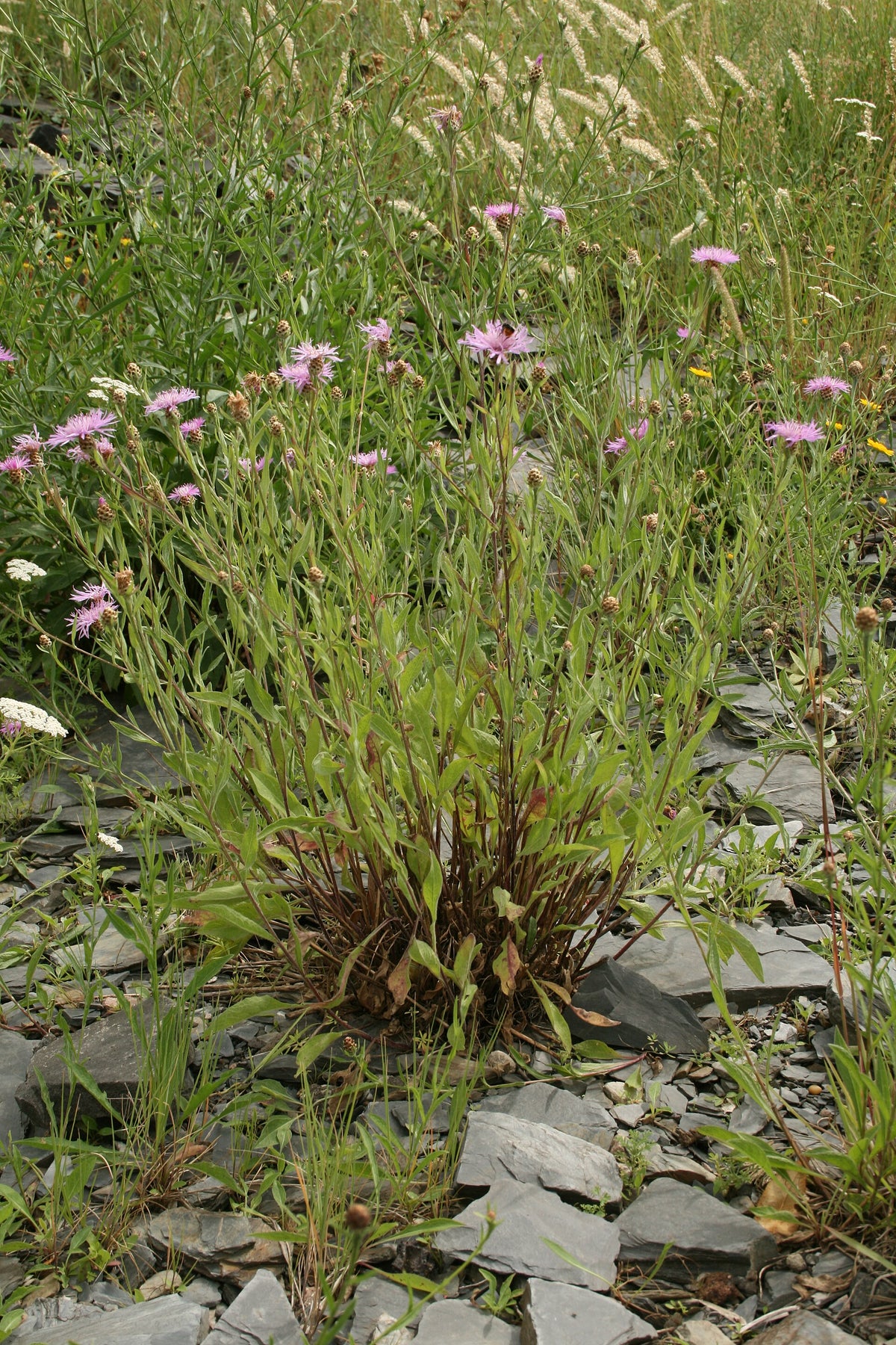 Centaurea pannonica (Ungarische Flockenblume)