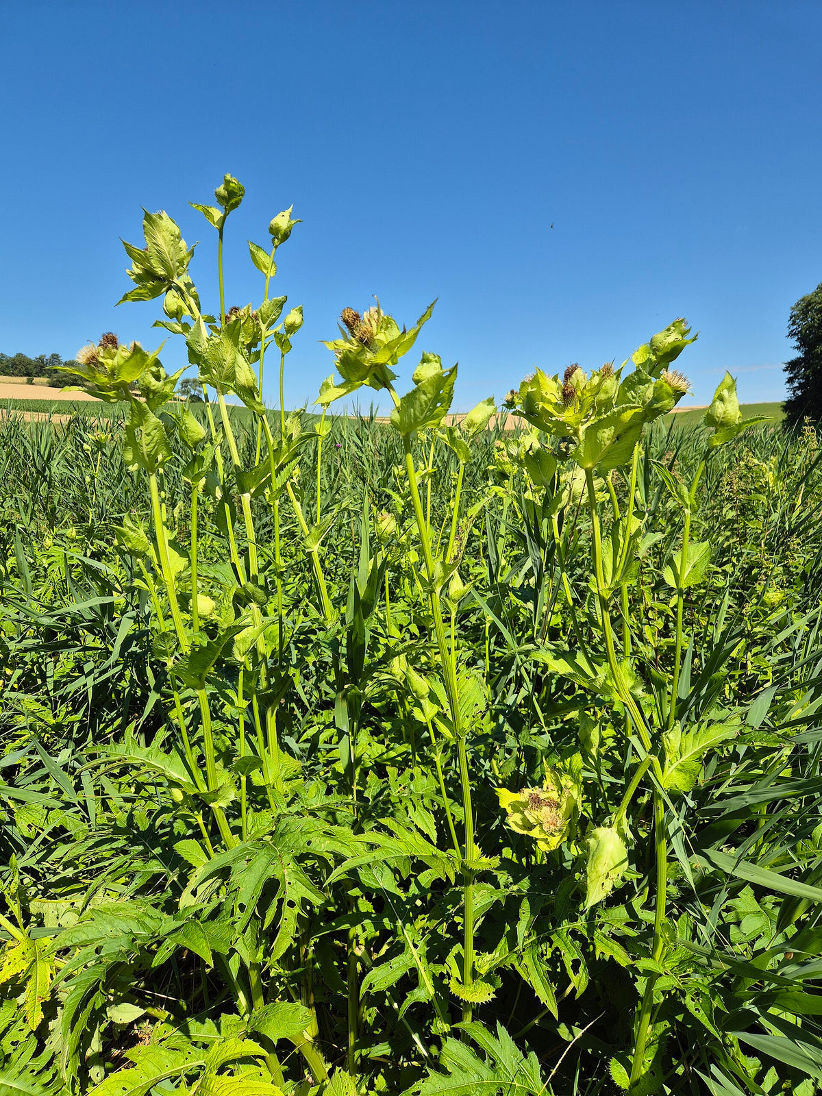 Cirsium oleraceum (Kohldistel)