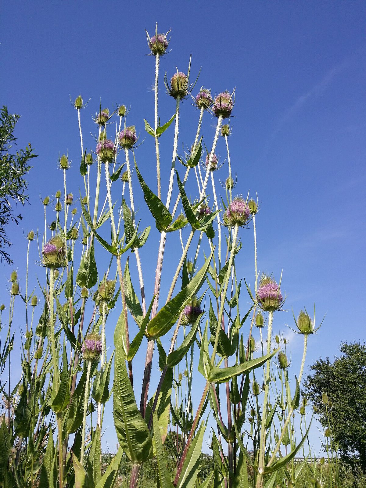 Dipsacus fullonum (Wilde Karde)