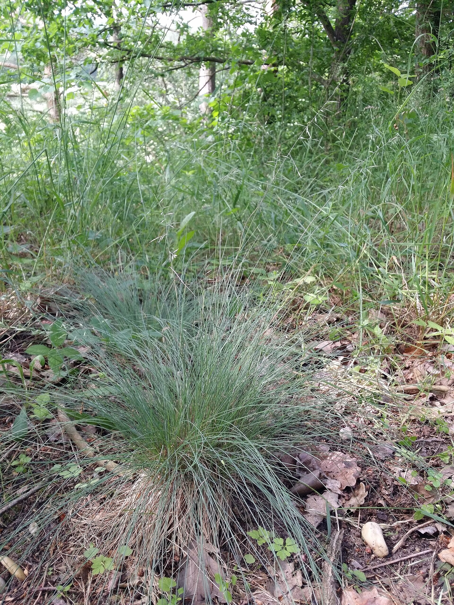 Festuca valesiaca (Walliser Schwingel)