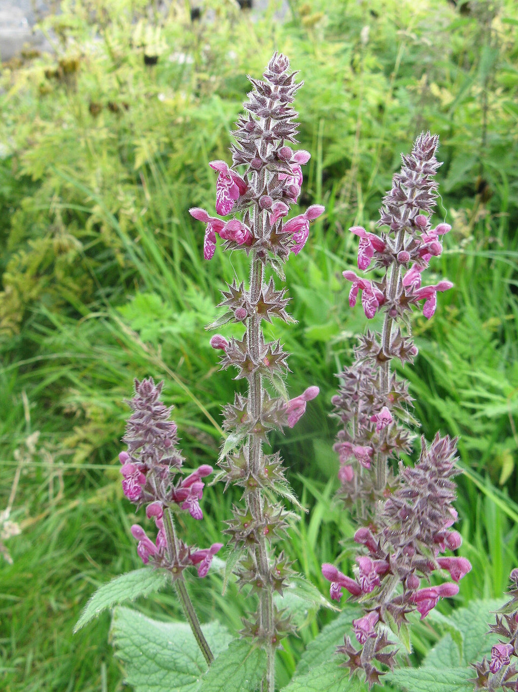 Stachys sylvatica (Wald-Ziest)