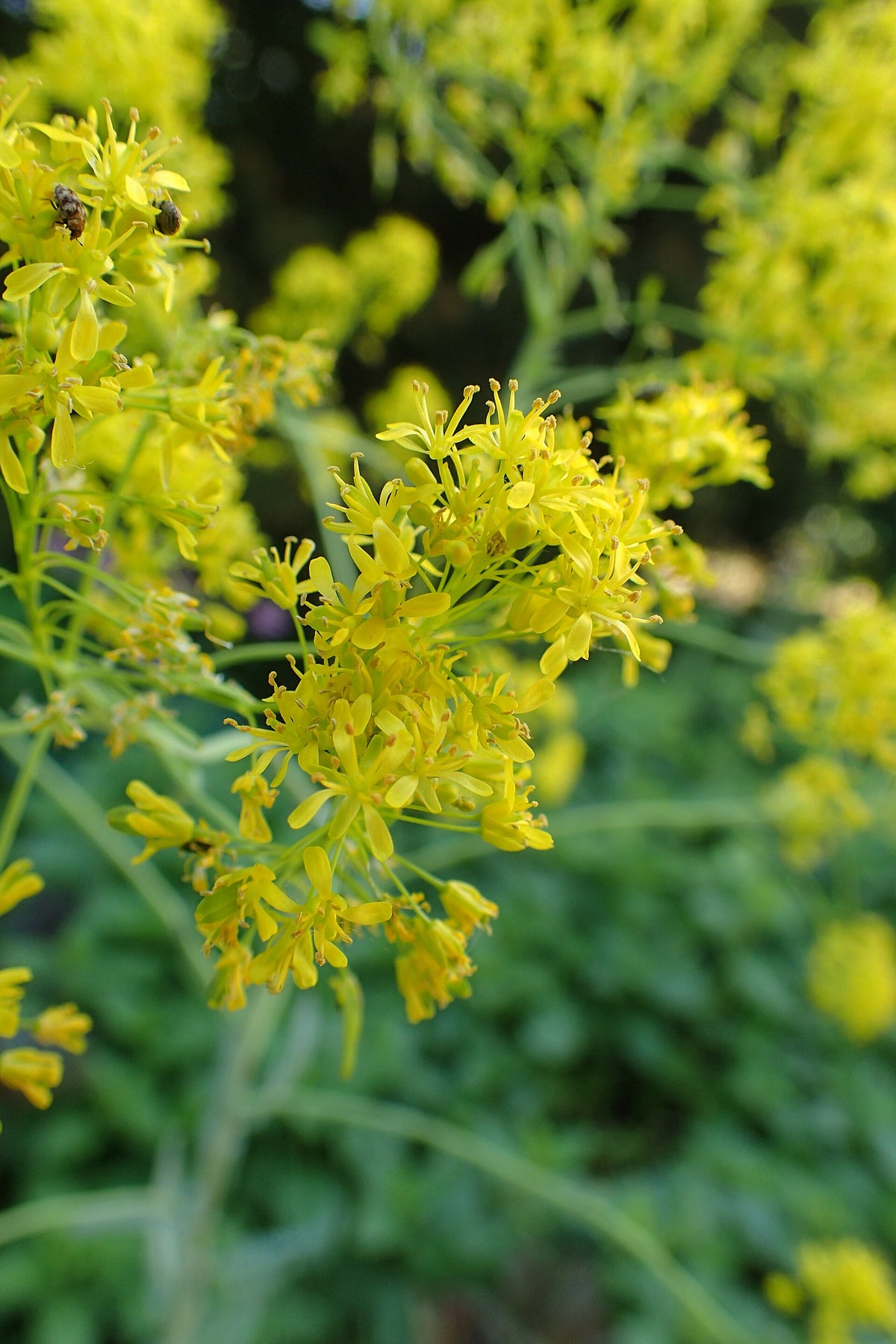 Isatis tinctoria (Färberwaid)