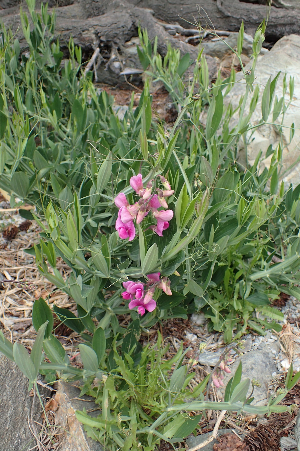 Lathyrus sylvestris (Wald-Platterbse)