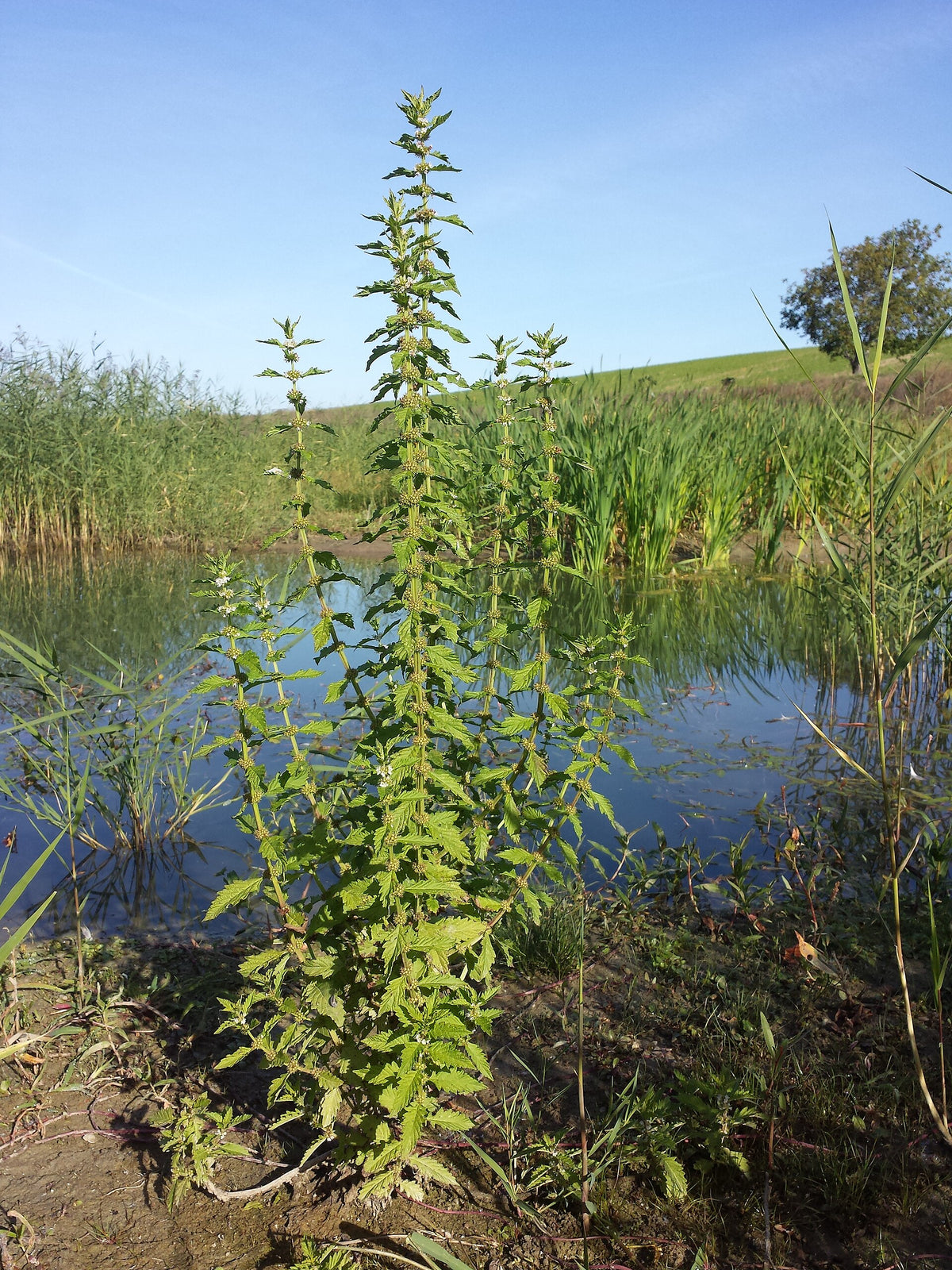 Lycopus europaeus (Ufer-Wolfstrapp)