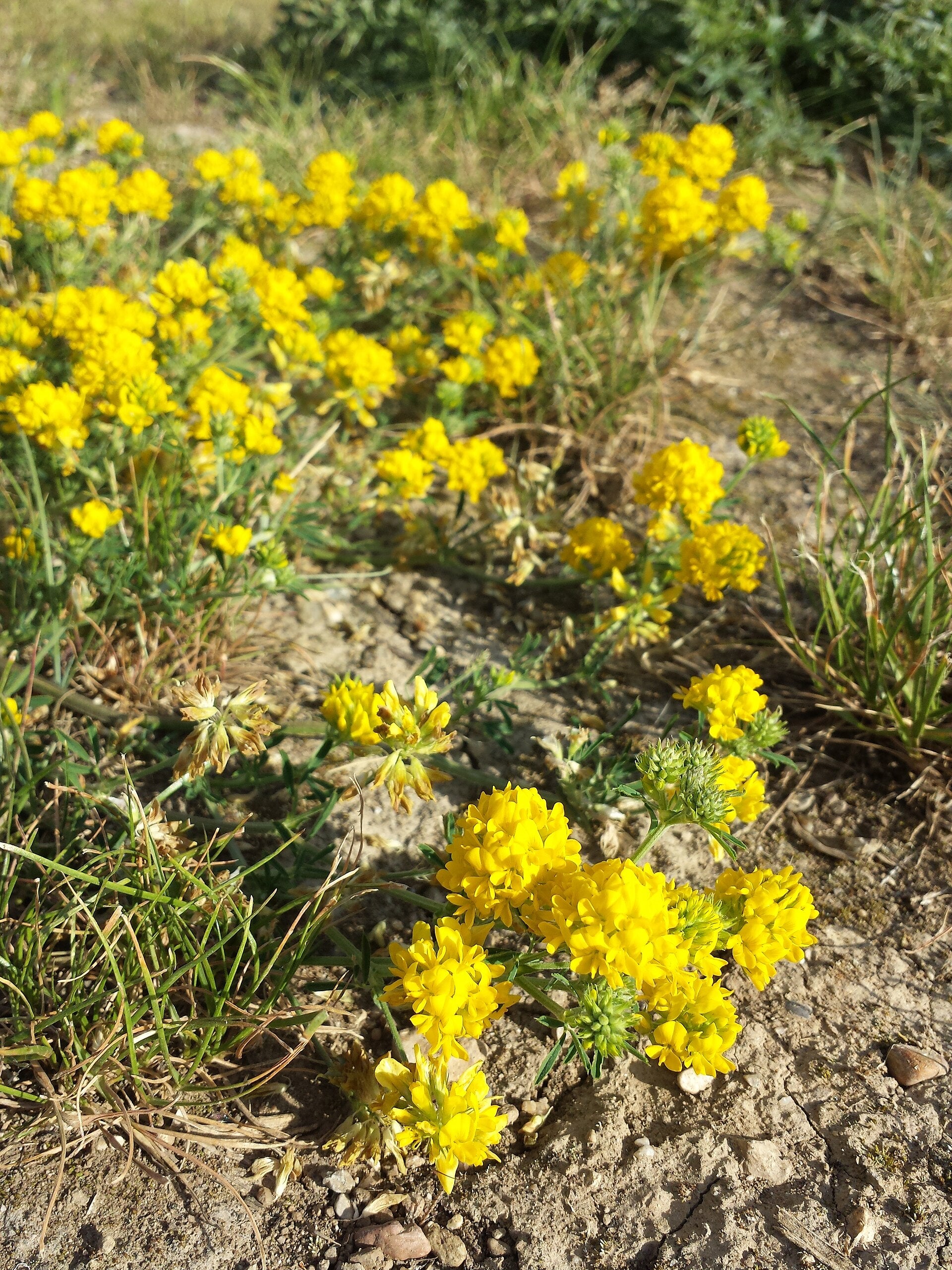 Medicago falcata (Sichel-Luzerne, Sichelklee)