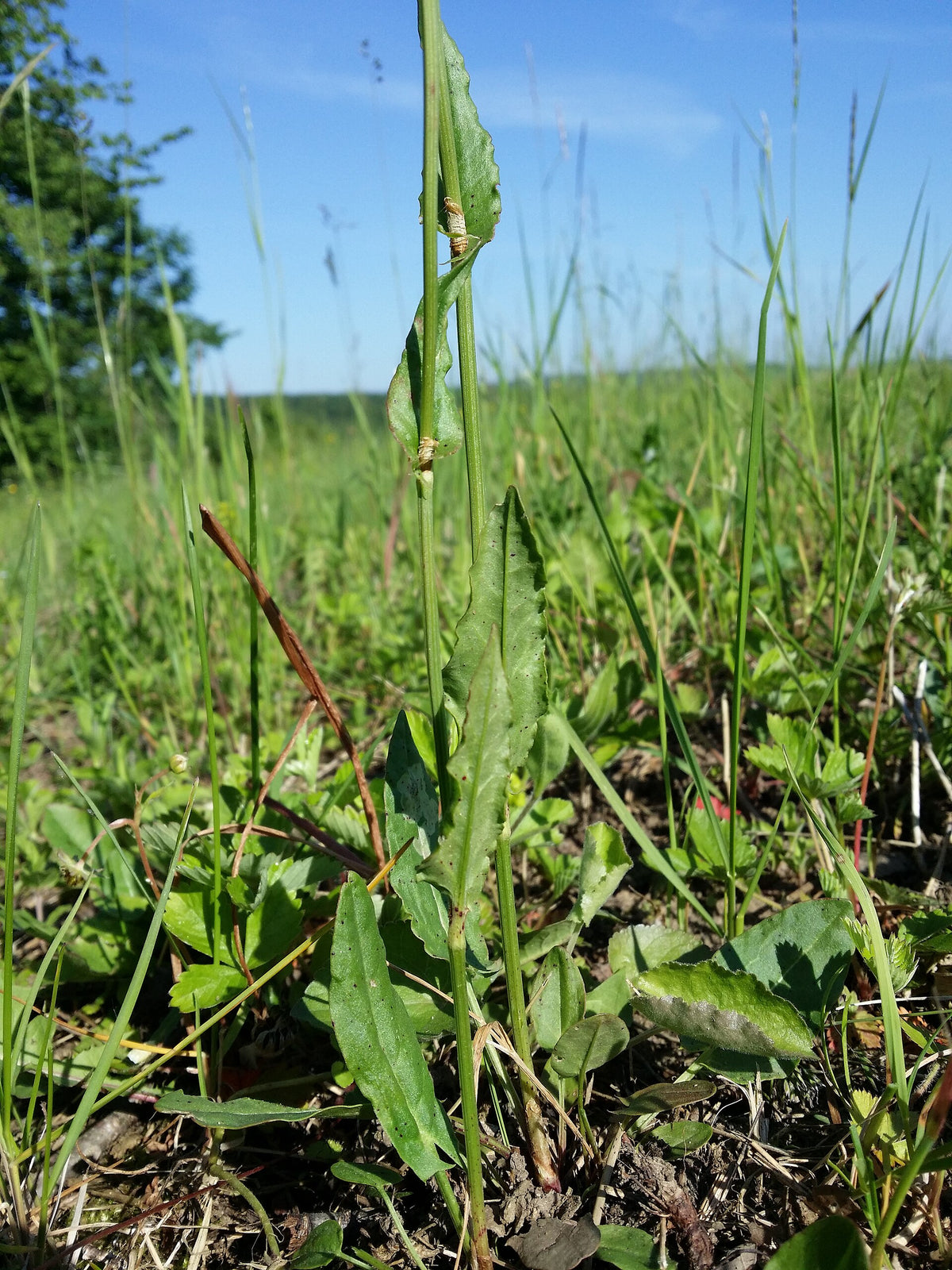 Rumex acetosa (Wiesen-Sauerampfer)