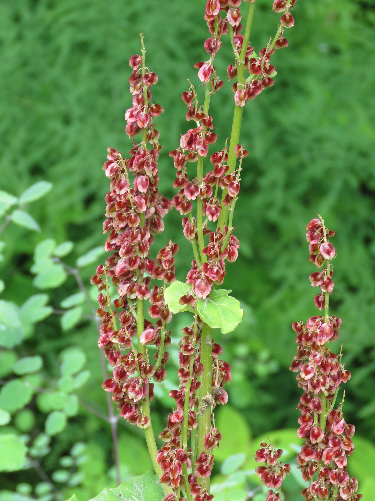 Rumex acetosa (Wiesen-Sauerampfer)