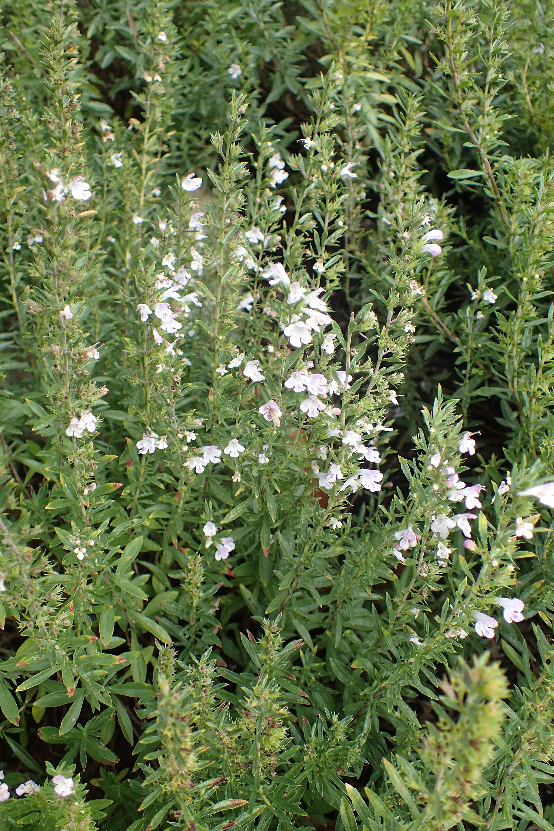 Satureja montana (Winterbohnenkraut)
