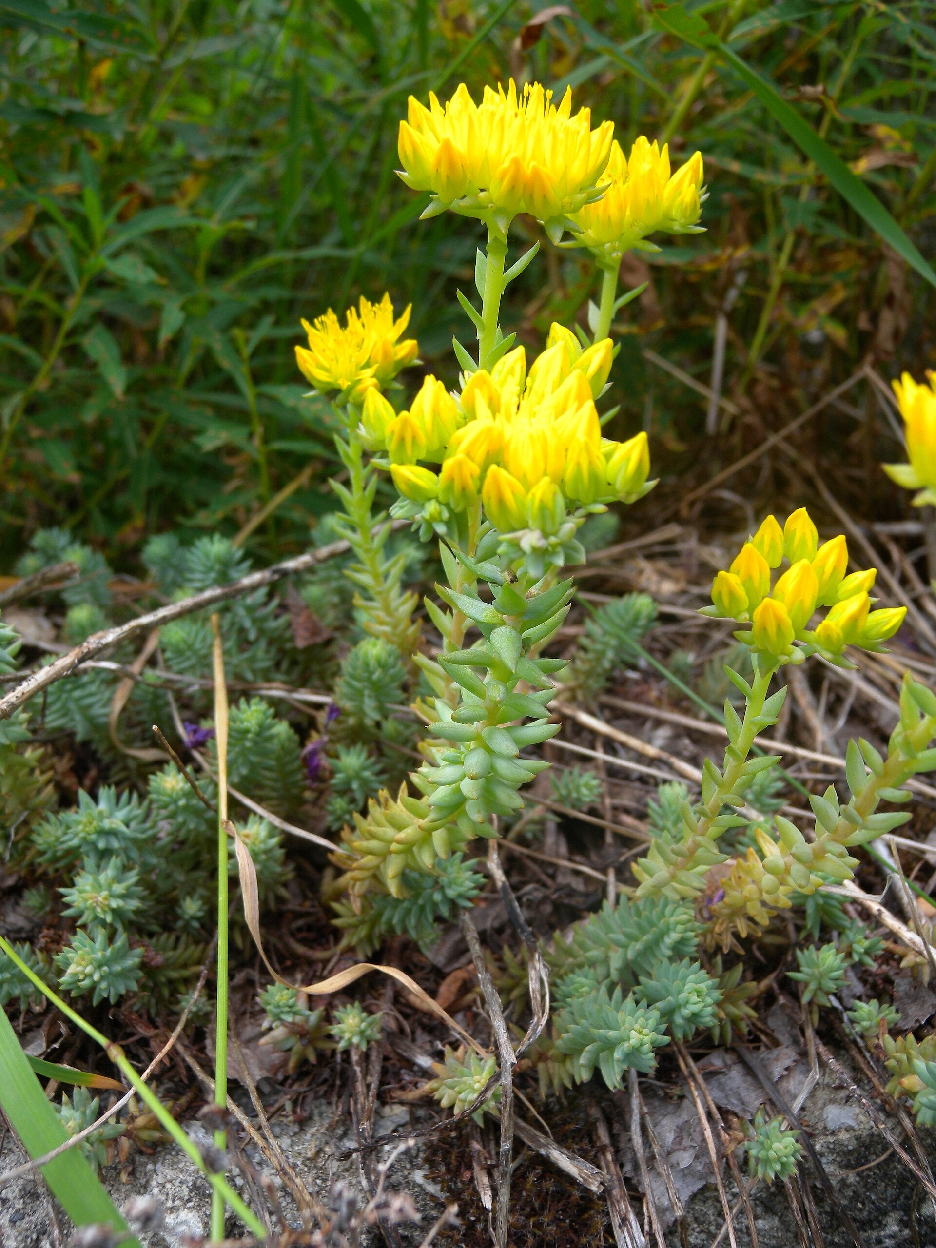 Sedum rupestre (Felsen-Fetthenne)