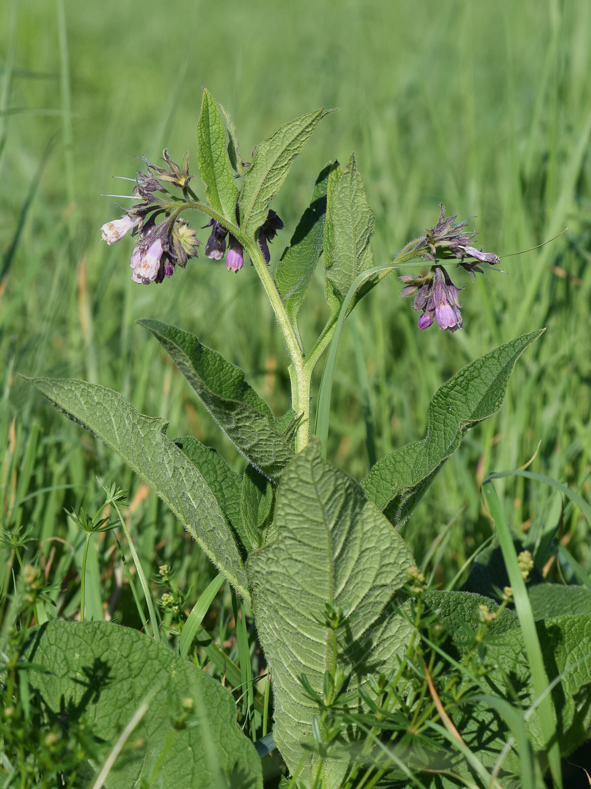 Symphytum officinale (Echter Beinwell)