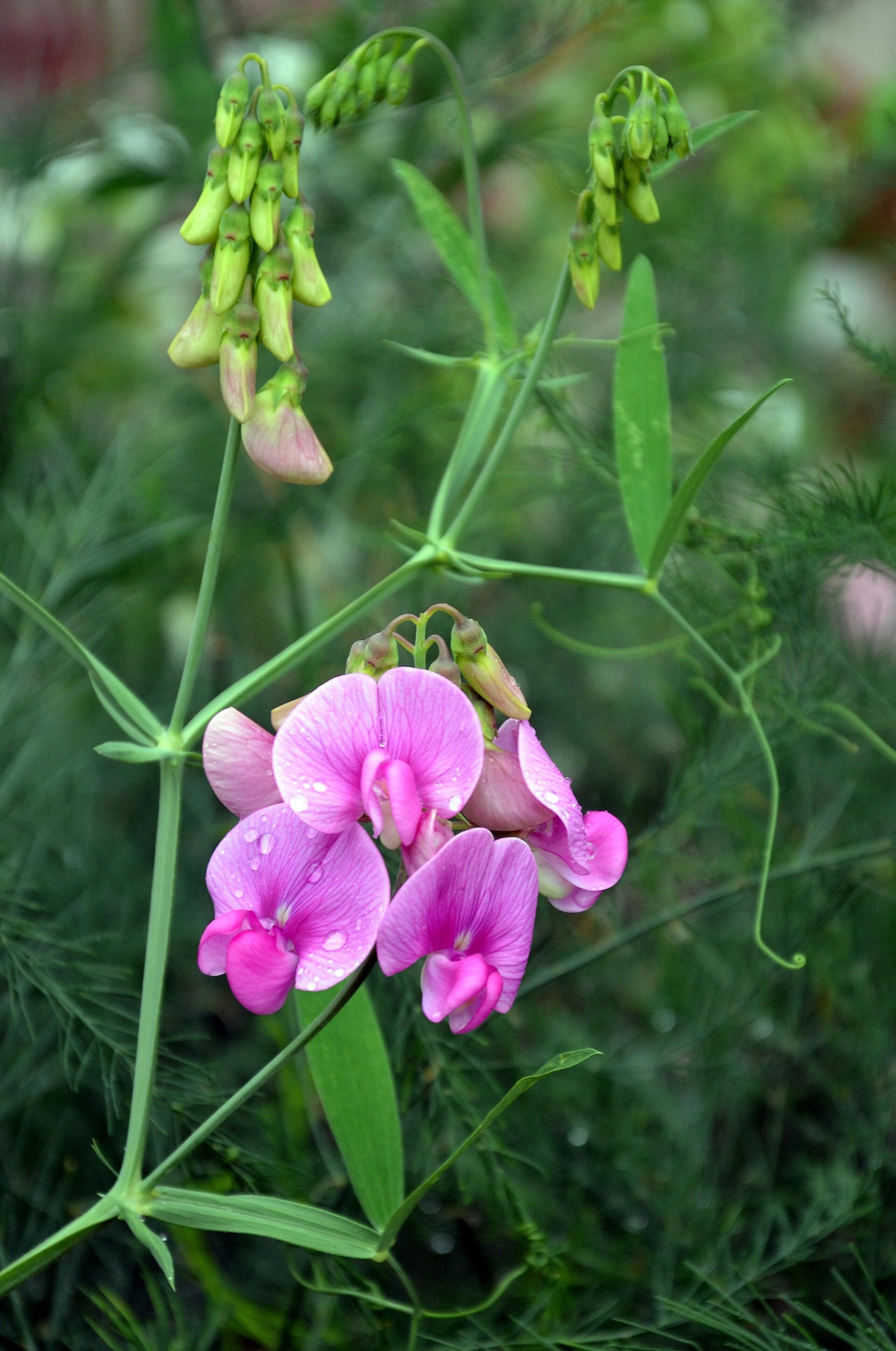 Lathyrus sylvestris (Wald-Platterbse)