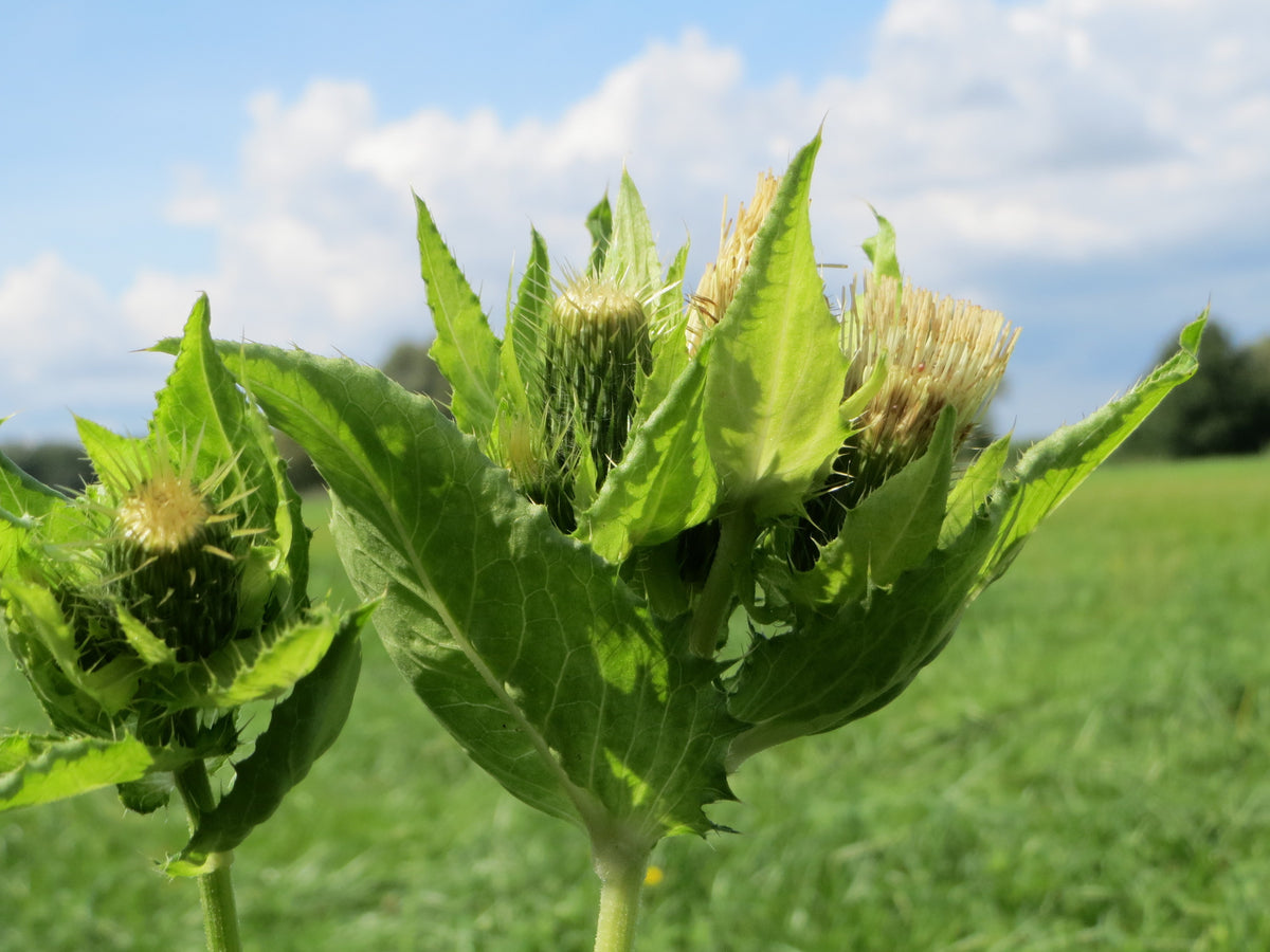 Cirsium oleraceum (Kohldistel)