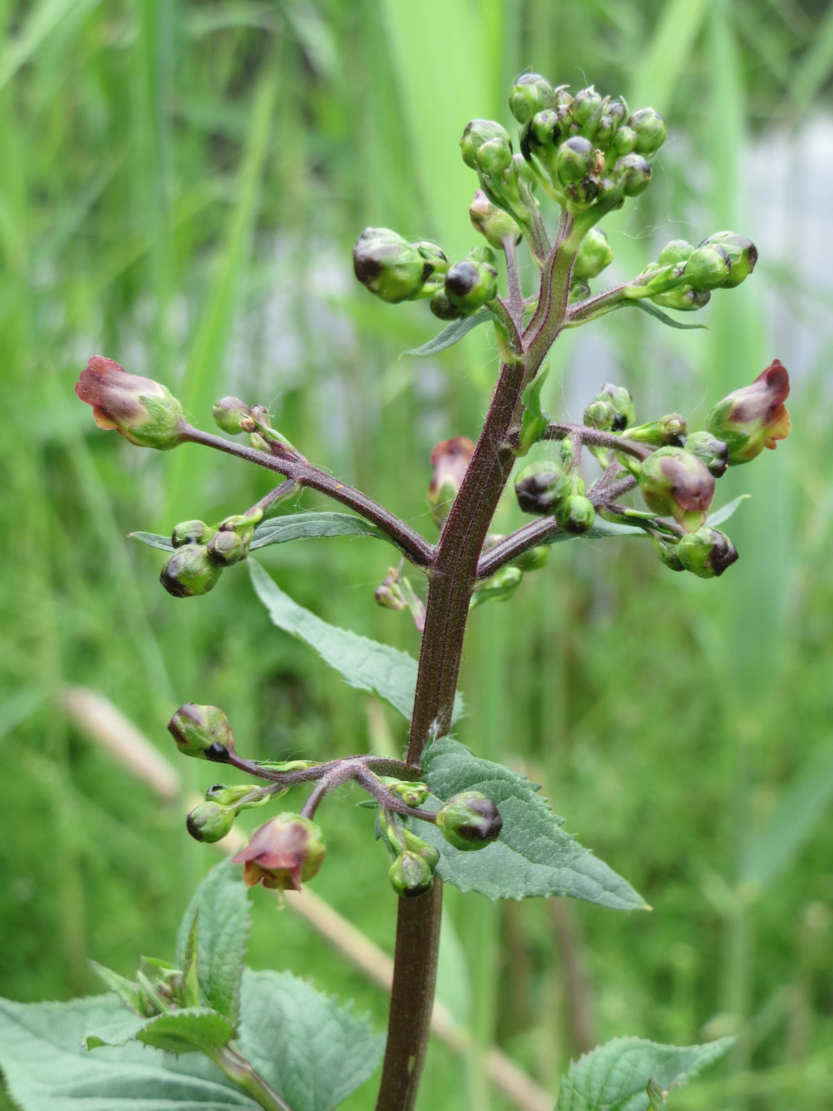 Scrophularia umbrosa (Flügel-Braunwurz)