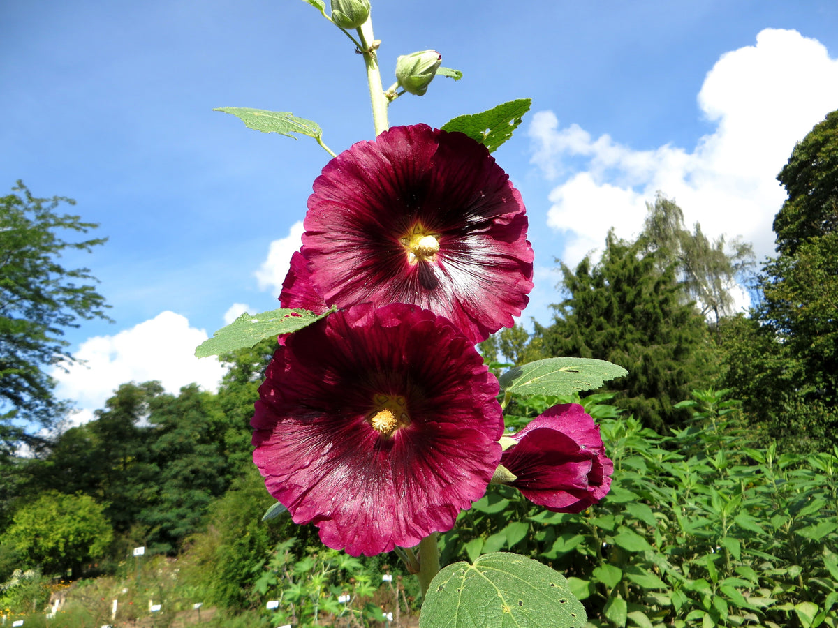 Alcea rosea (Garten-Stockrose)