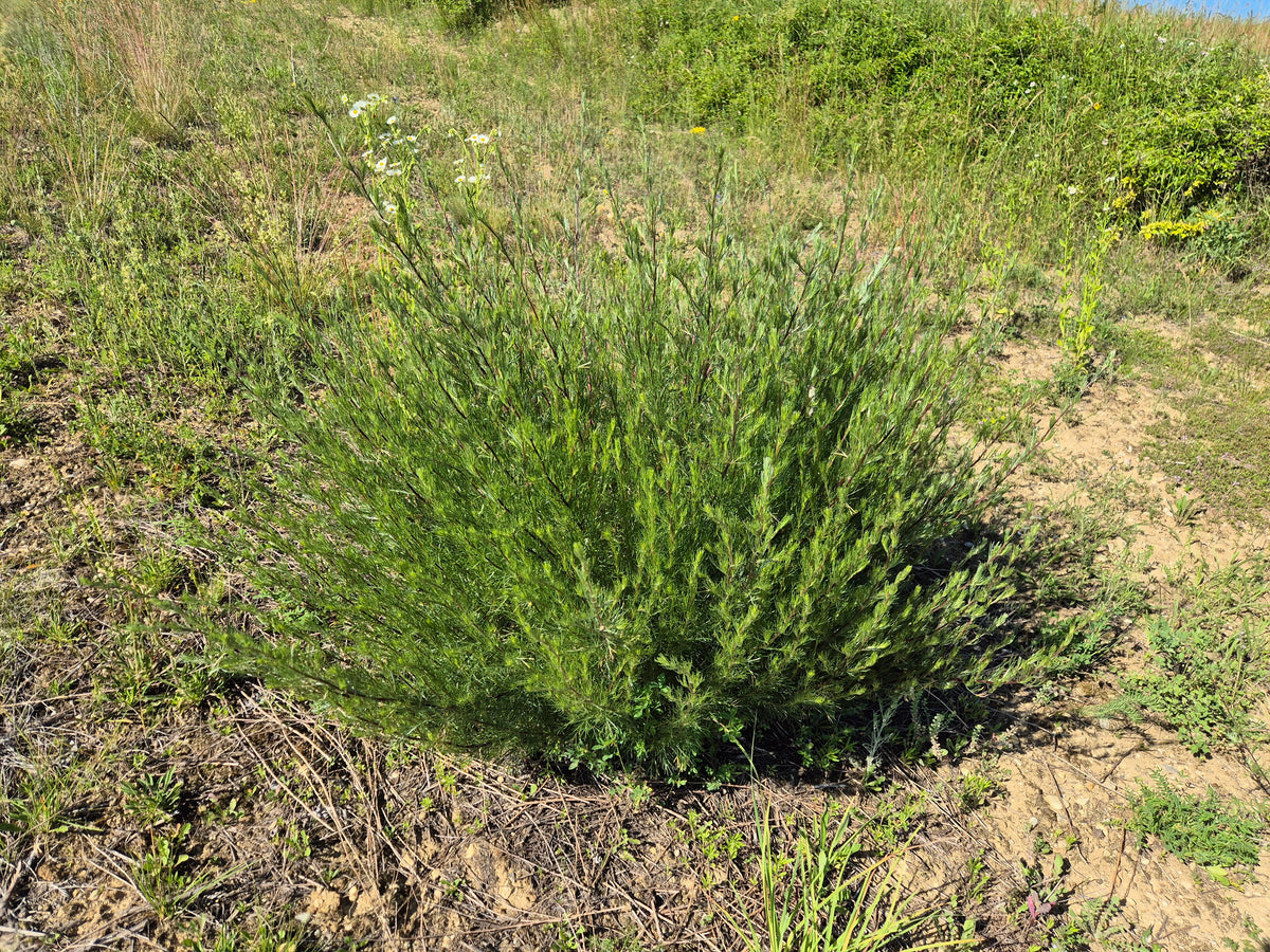Artemisia campestris (Feld-Beifuß)