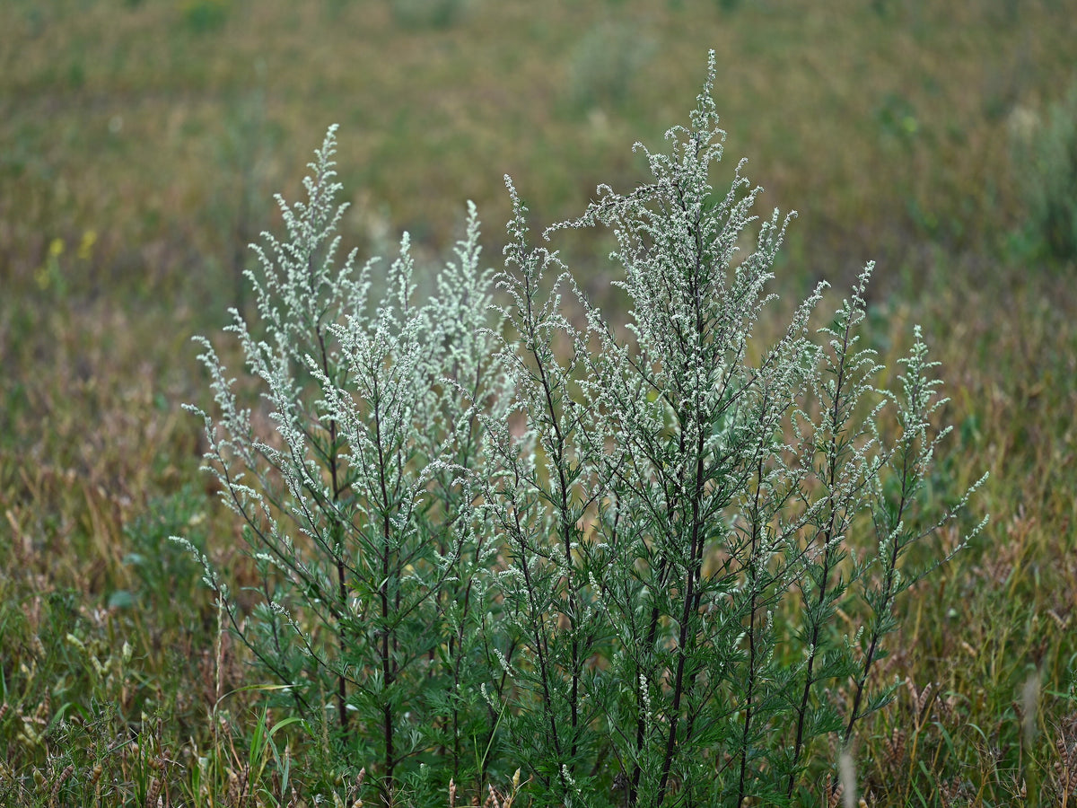 Artemisia vulgaris (Gewöhnlicher Beifuß)