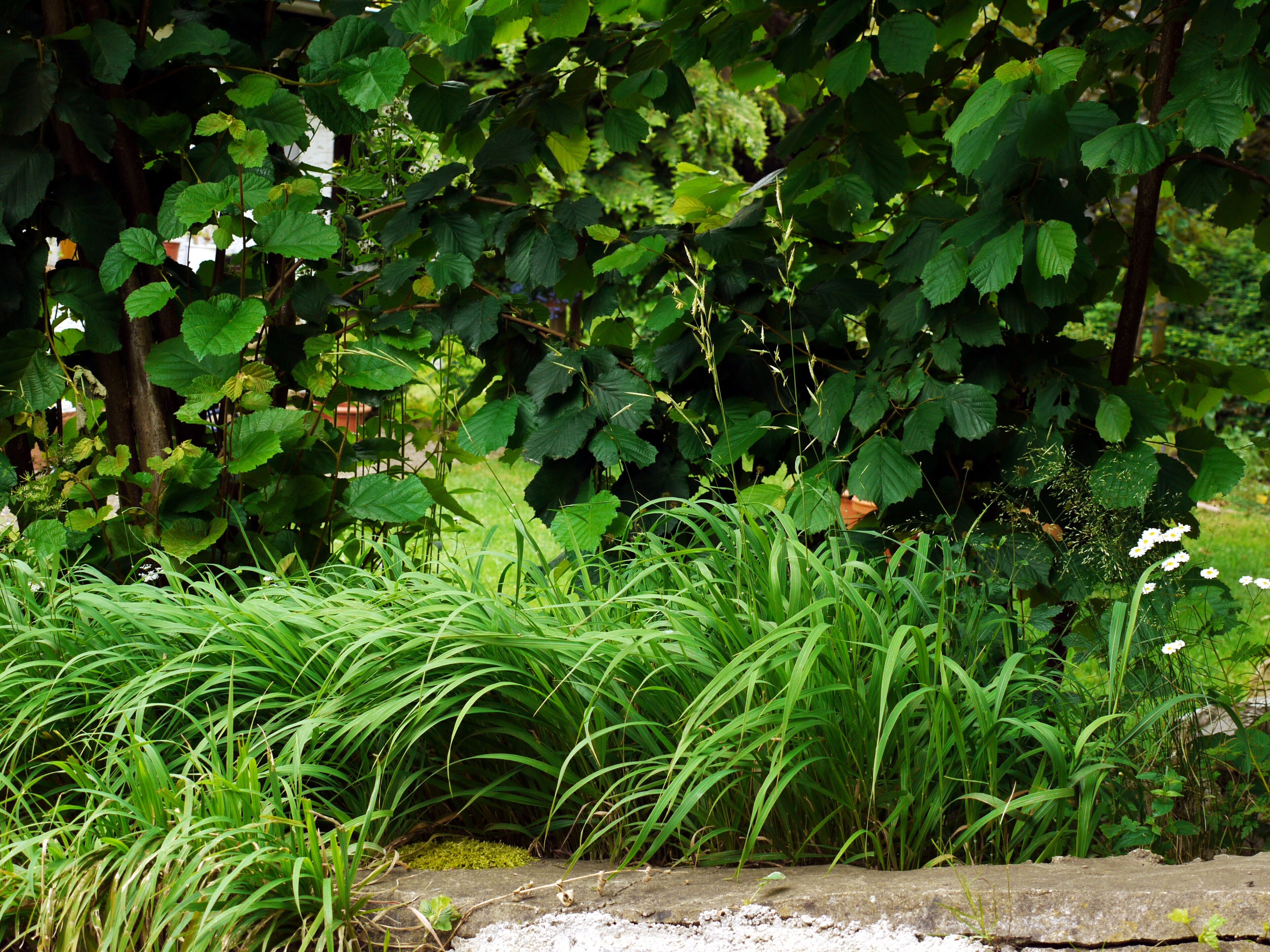 Brachypodium pinnatum (Fieder-Zwenke)