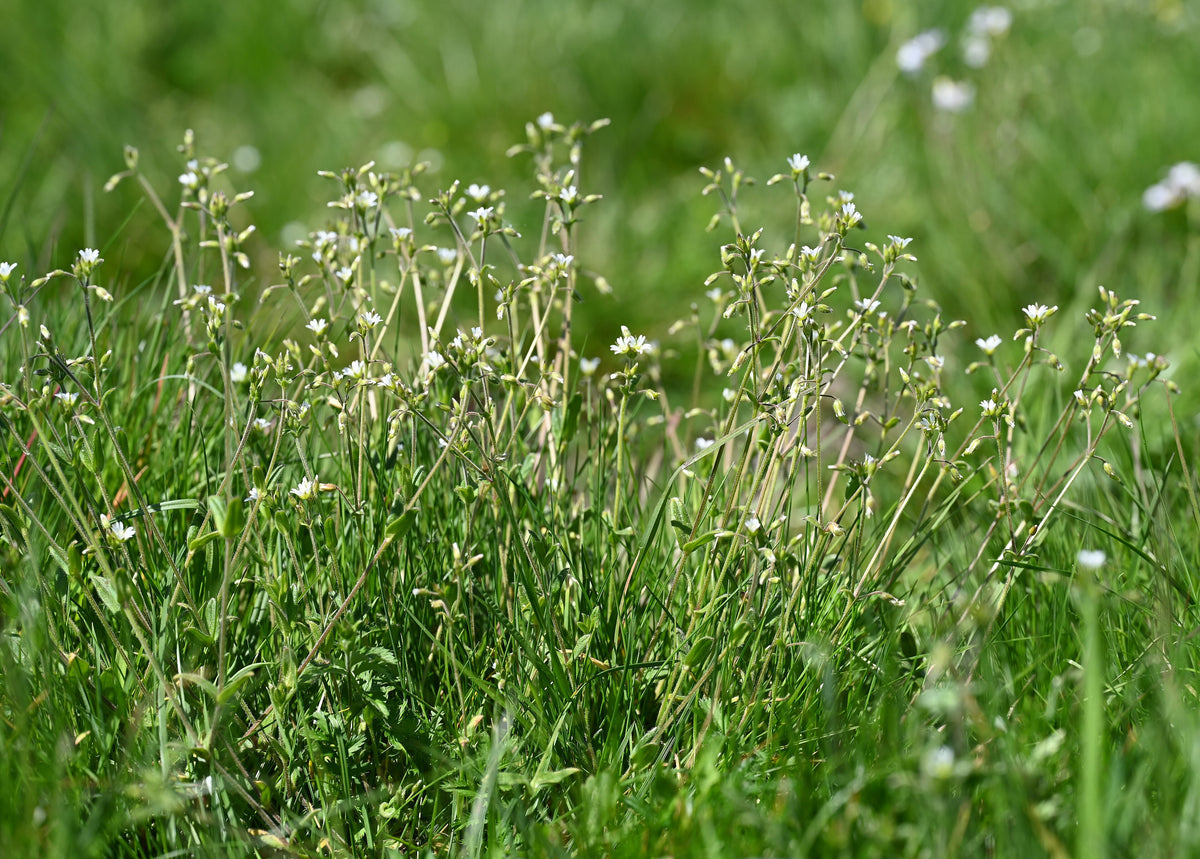 Cerastium holosteoides (Quellen-Hornkraut)