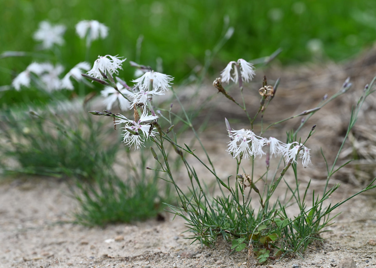 Dianthus arenarius (Sand-Nelke)