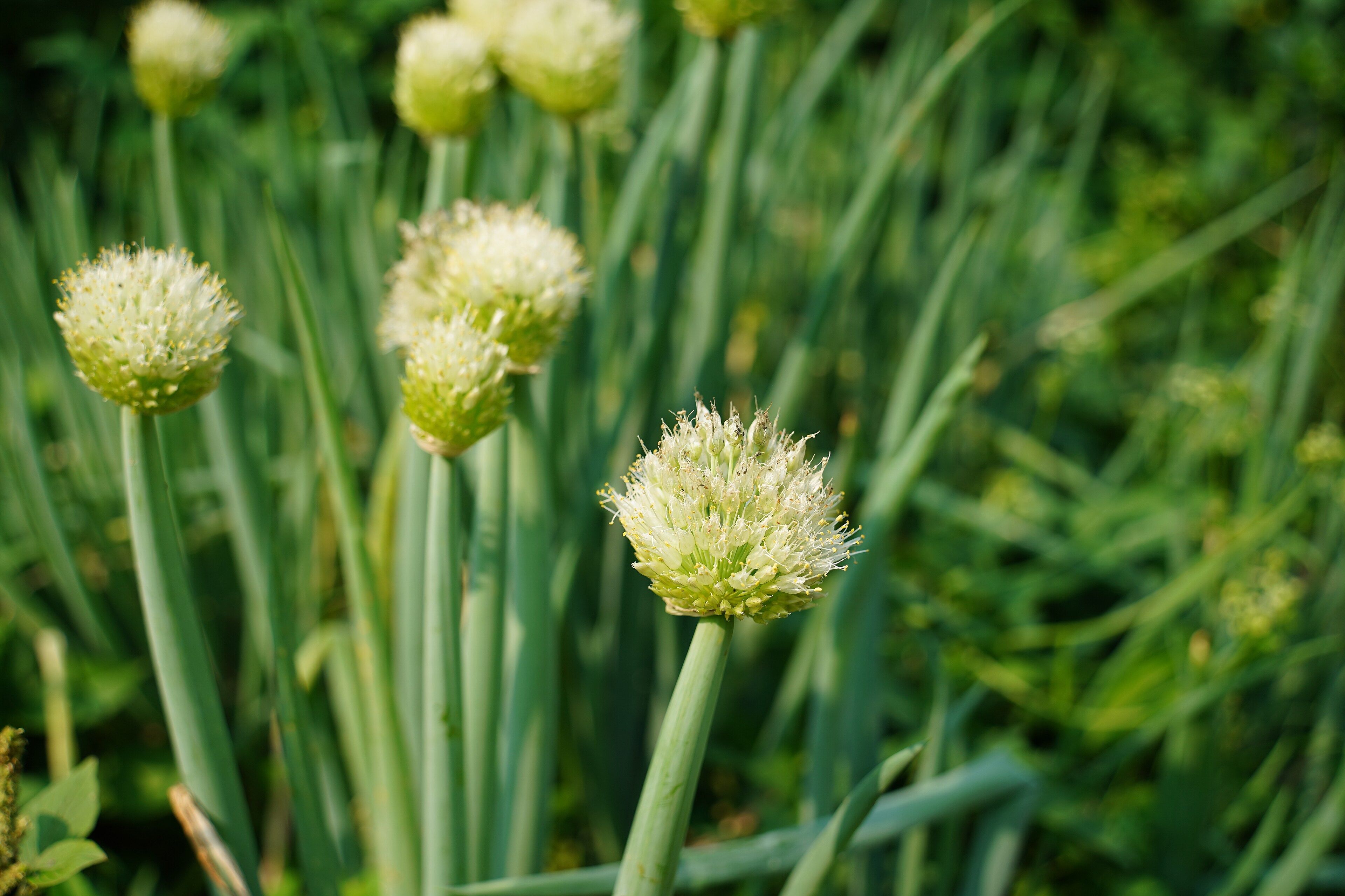 Allium fistulosum (Winter-Zwiebel)