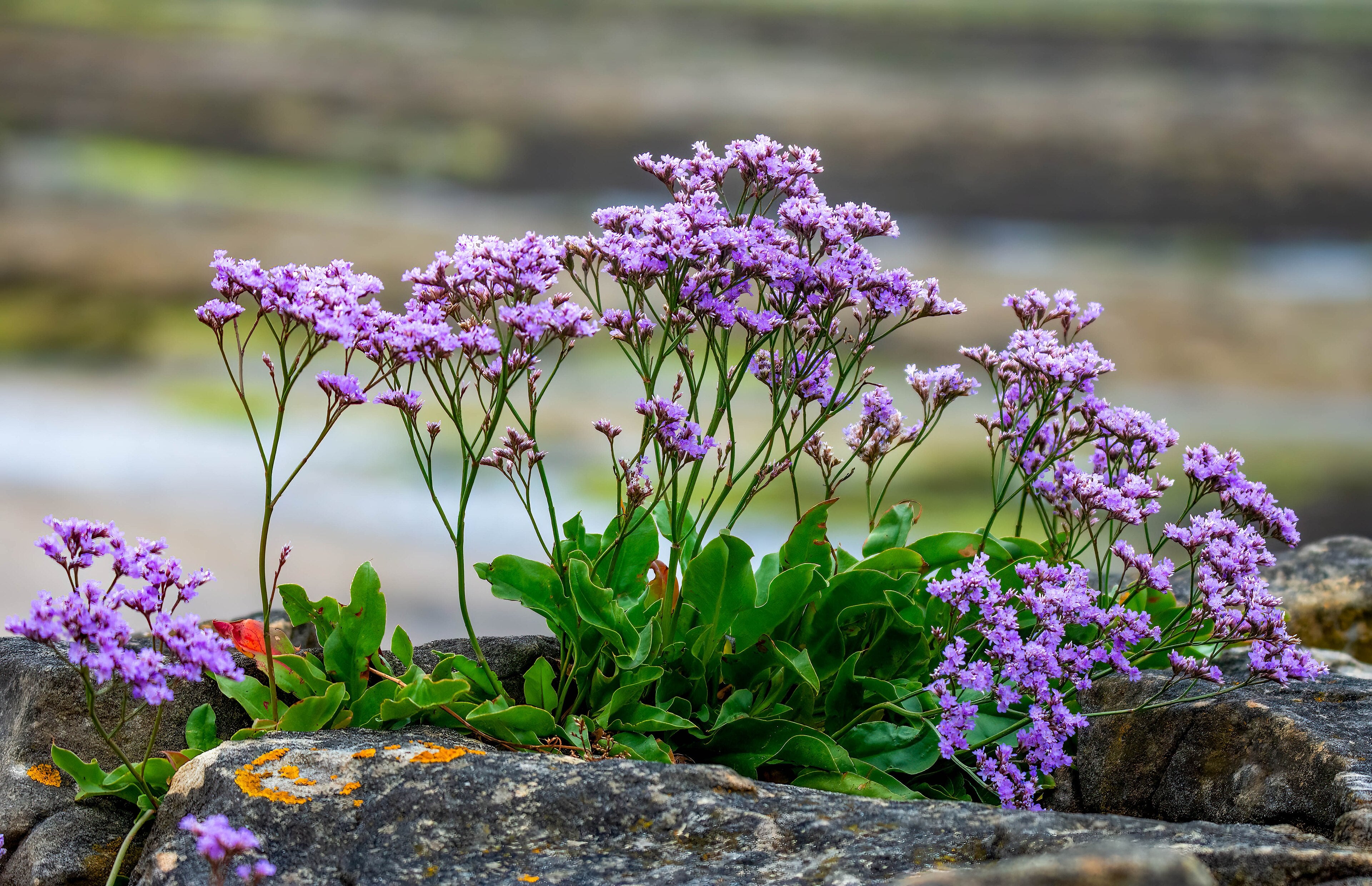 Limonium vulgare (Gewöhnlicher Strandflieder)