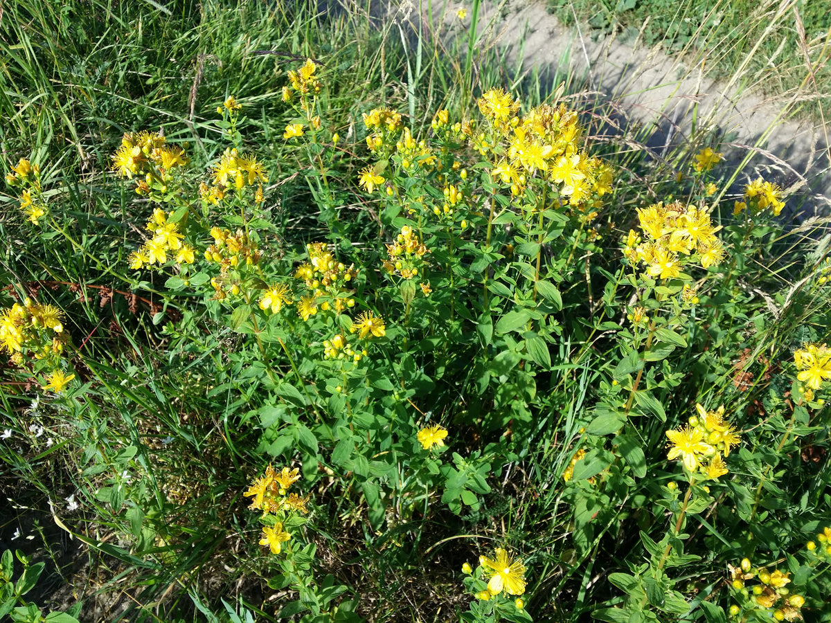 Hypericum maculatum (Geflecktes Johanniskraut)