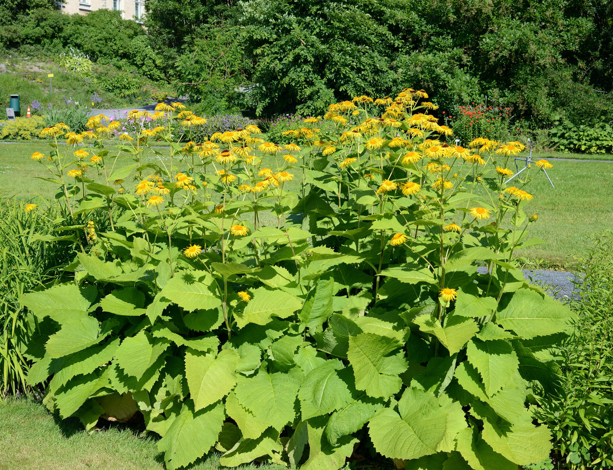Inula britannica (Wiesen-Alant)
