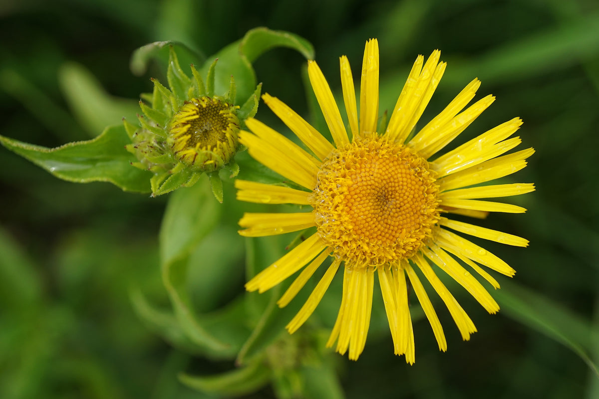 Inula britannica (Wiesen-Alant)