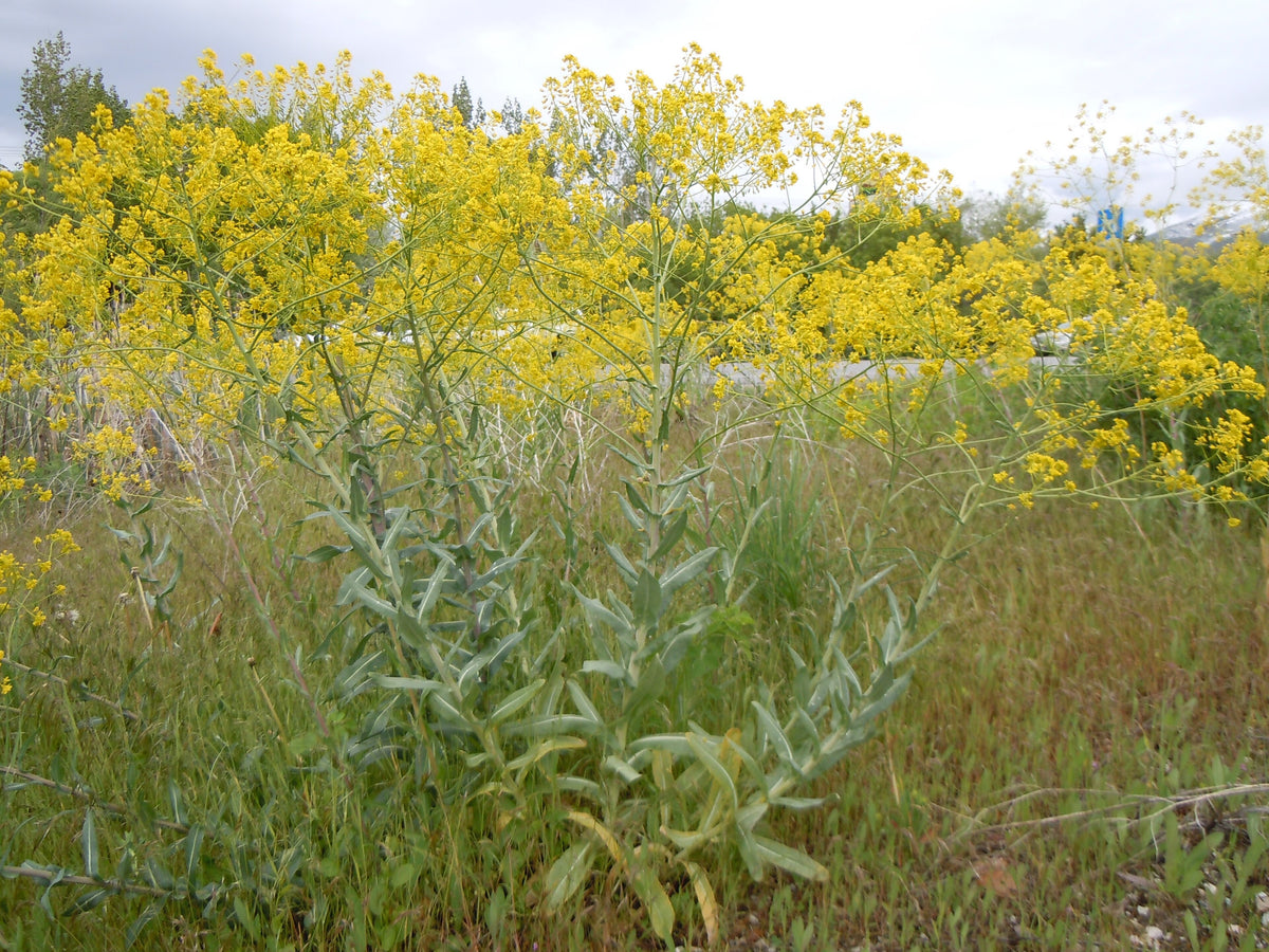Isatis tinctoria (Färberwaid)