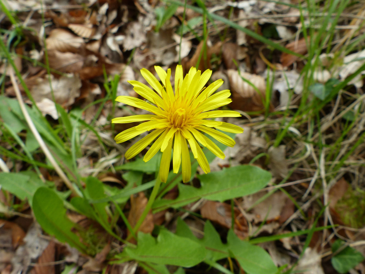 Scorzoneroides autumnalis (Herbst-Schuppenlöwenzahn)