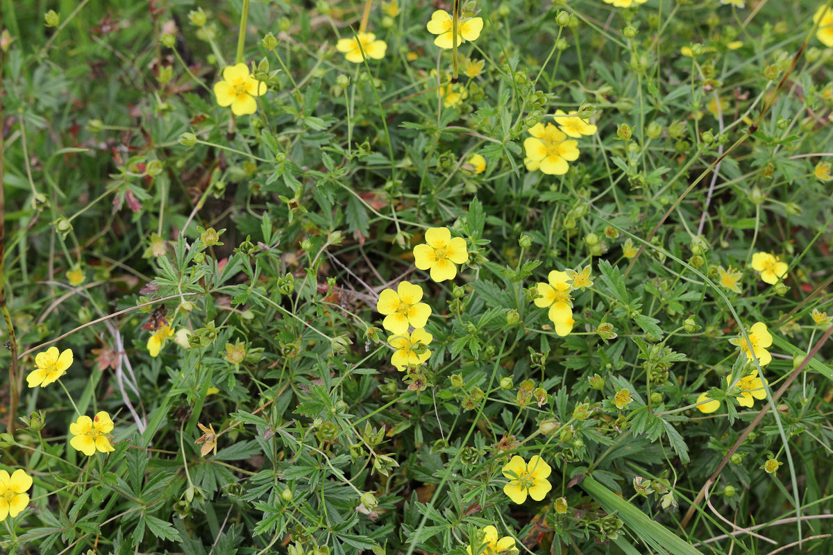 Potentilla erecta (Blutwurz)
